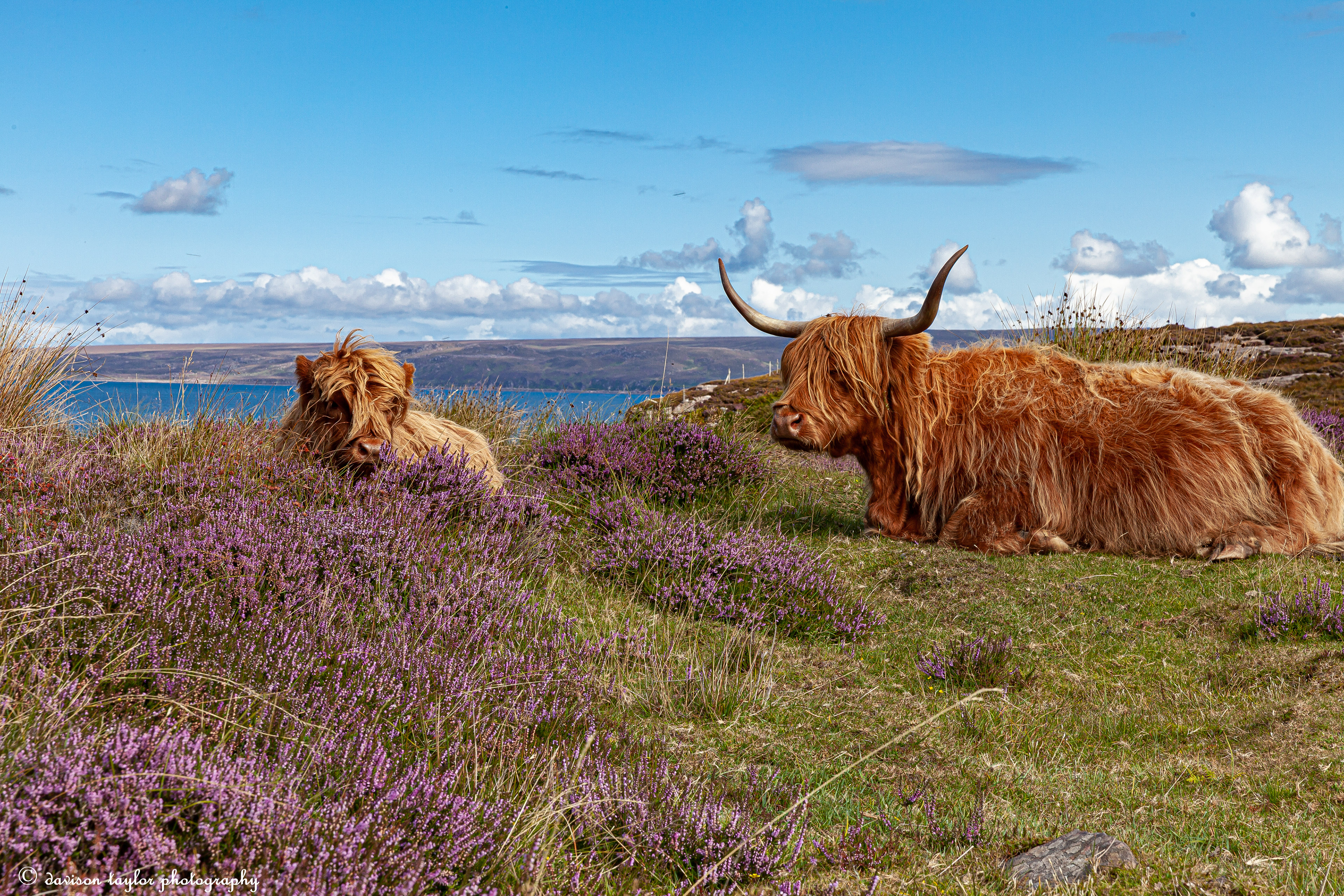 Applecross Wild Cattle, (roaming the peninsula)