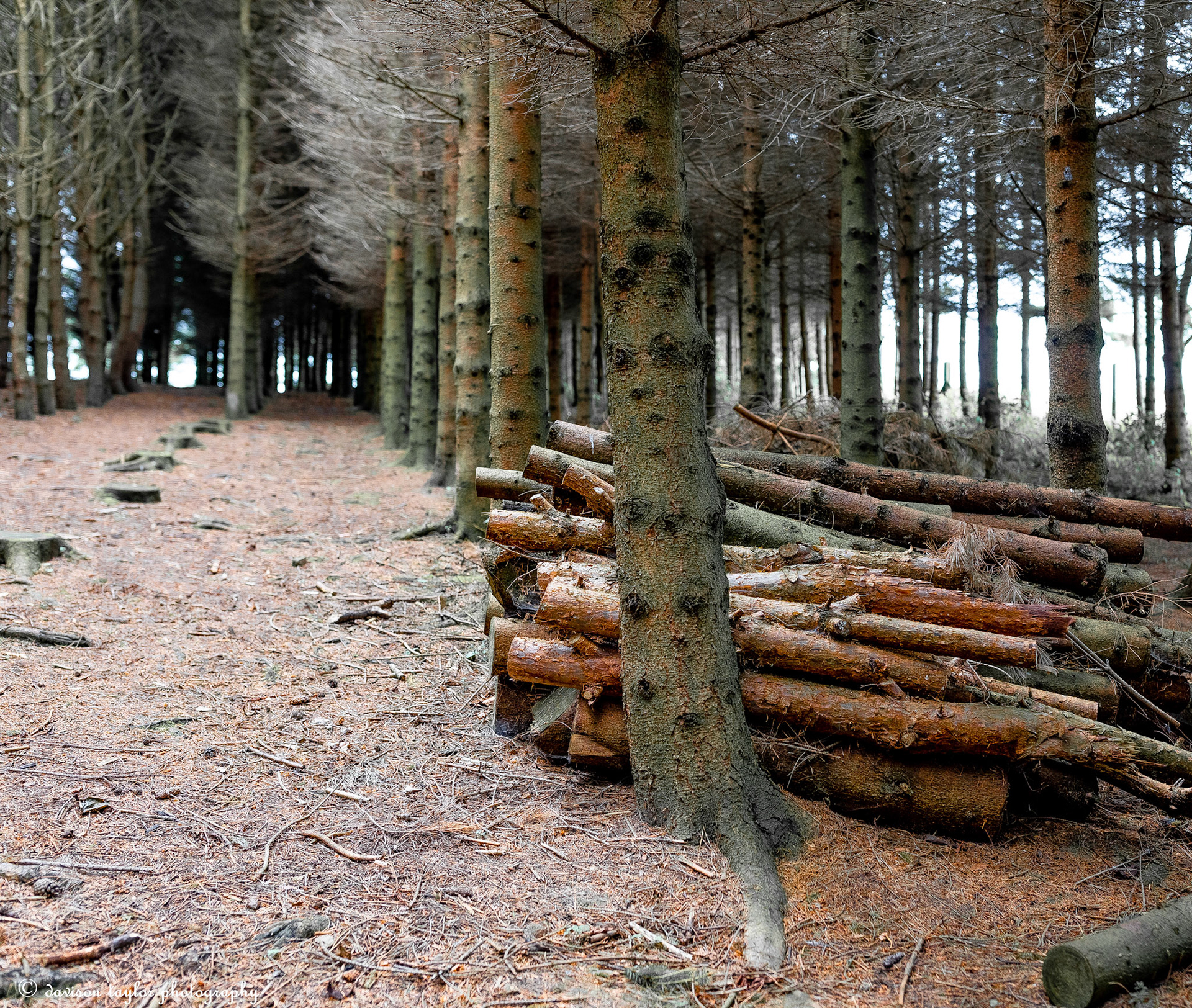 Woodland surrounding a caravan park near Leeds Bradford Airport