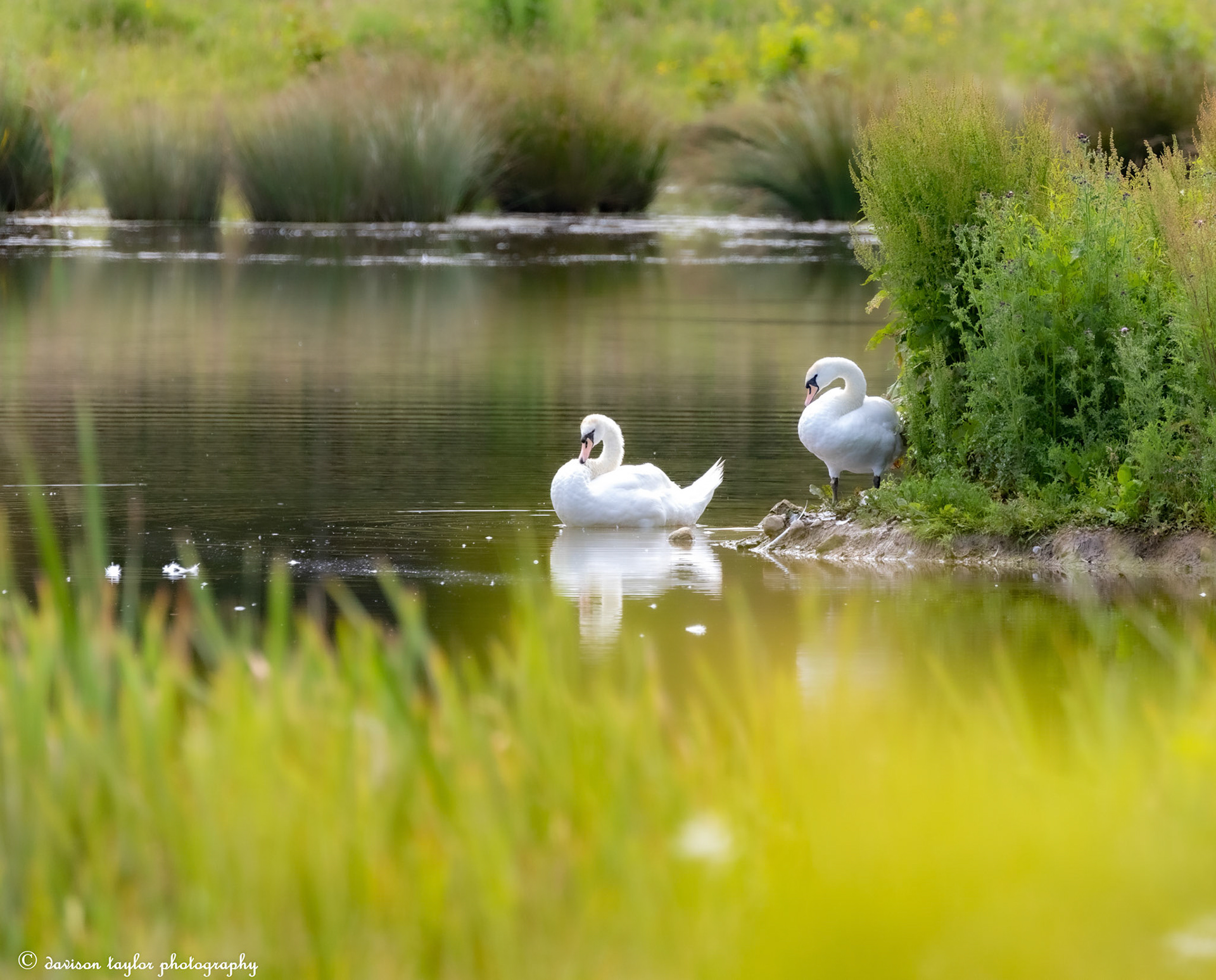 Mute Swans