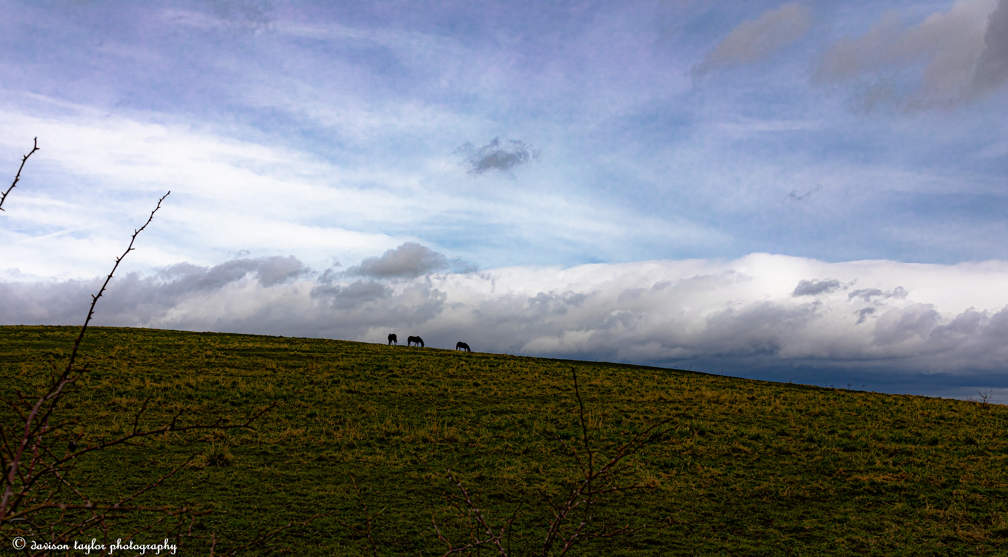 Exmoor Ponies