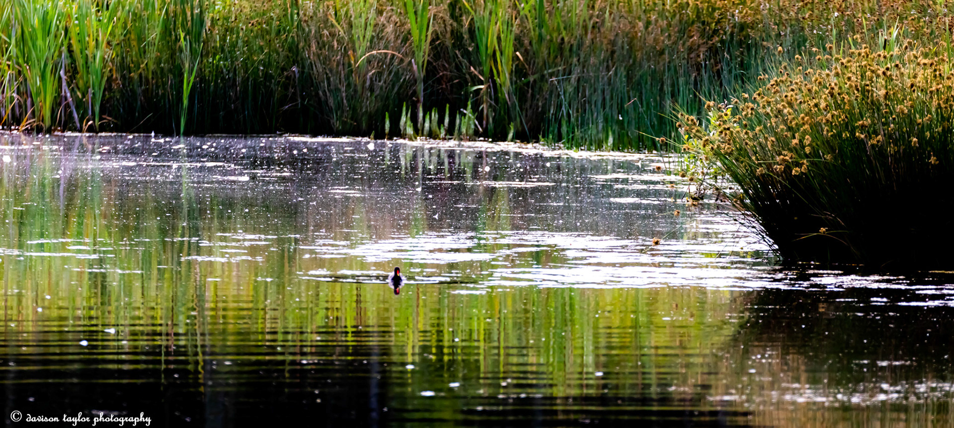 Common Ganllinula, (Moorhen)?