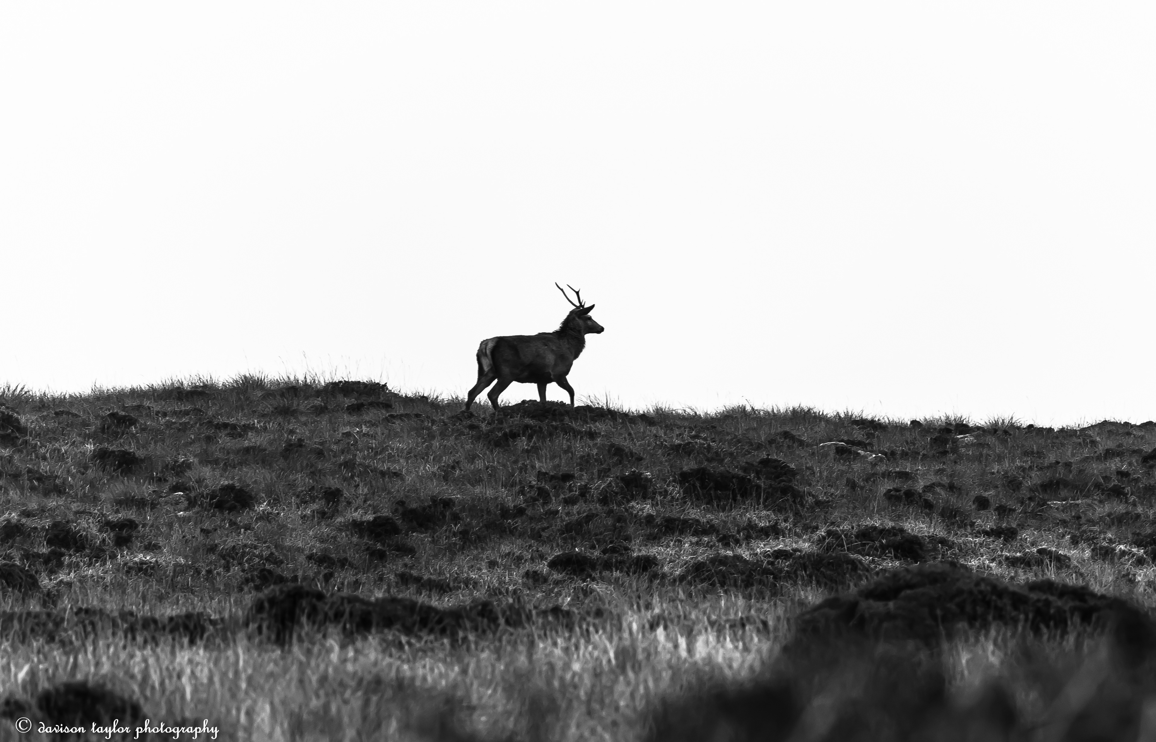 Early morning Applecross Stag