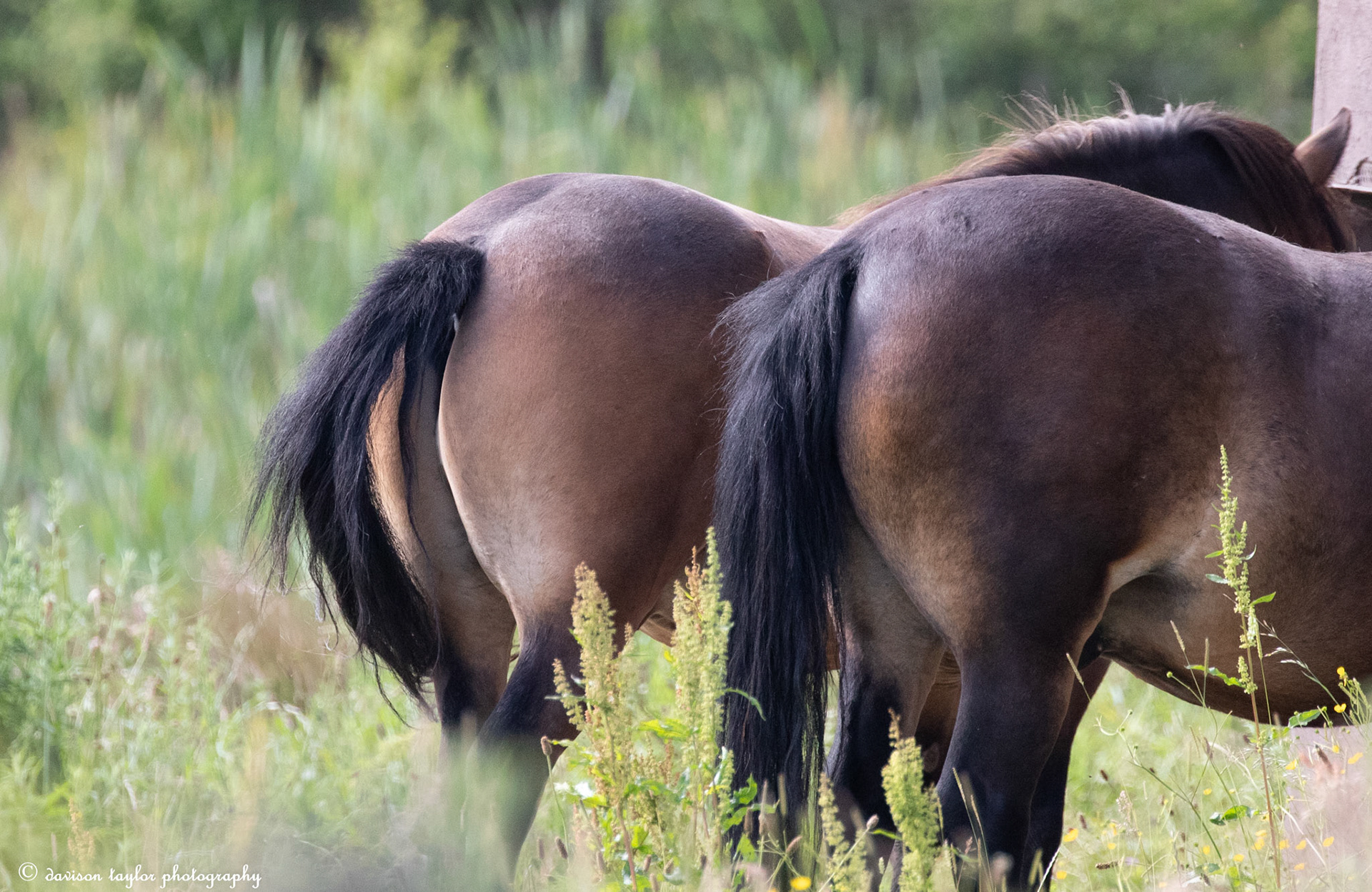 Exmoor Ponies