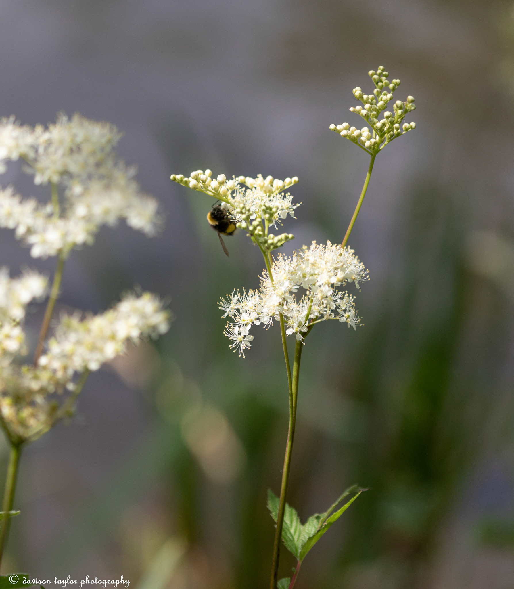 Busy Bee
