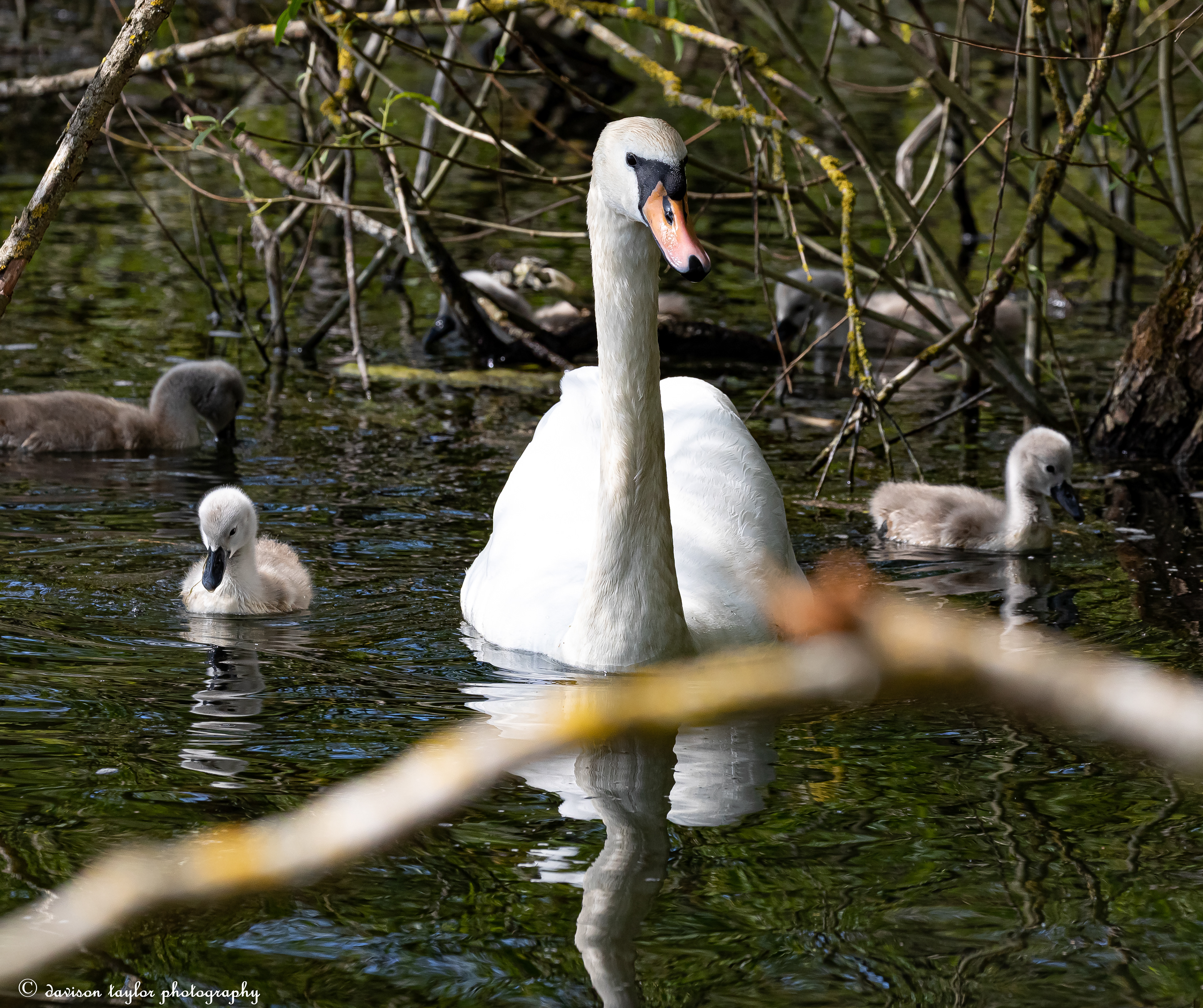 Mute Swan and Cygnets