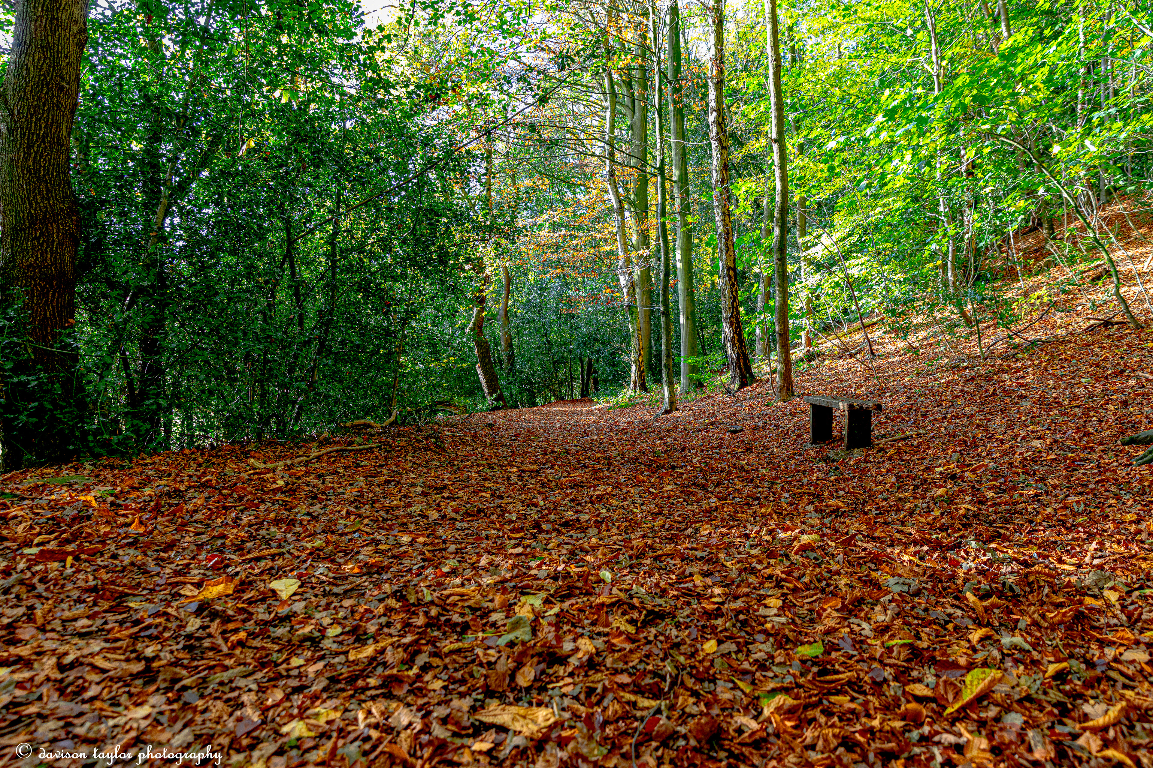 Autumn in Houghall Woods
