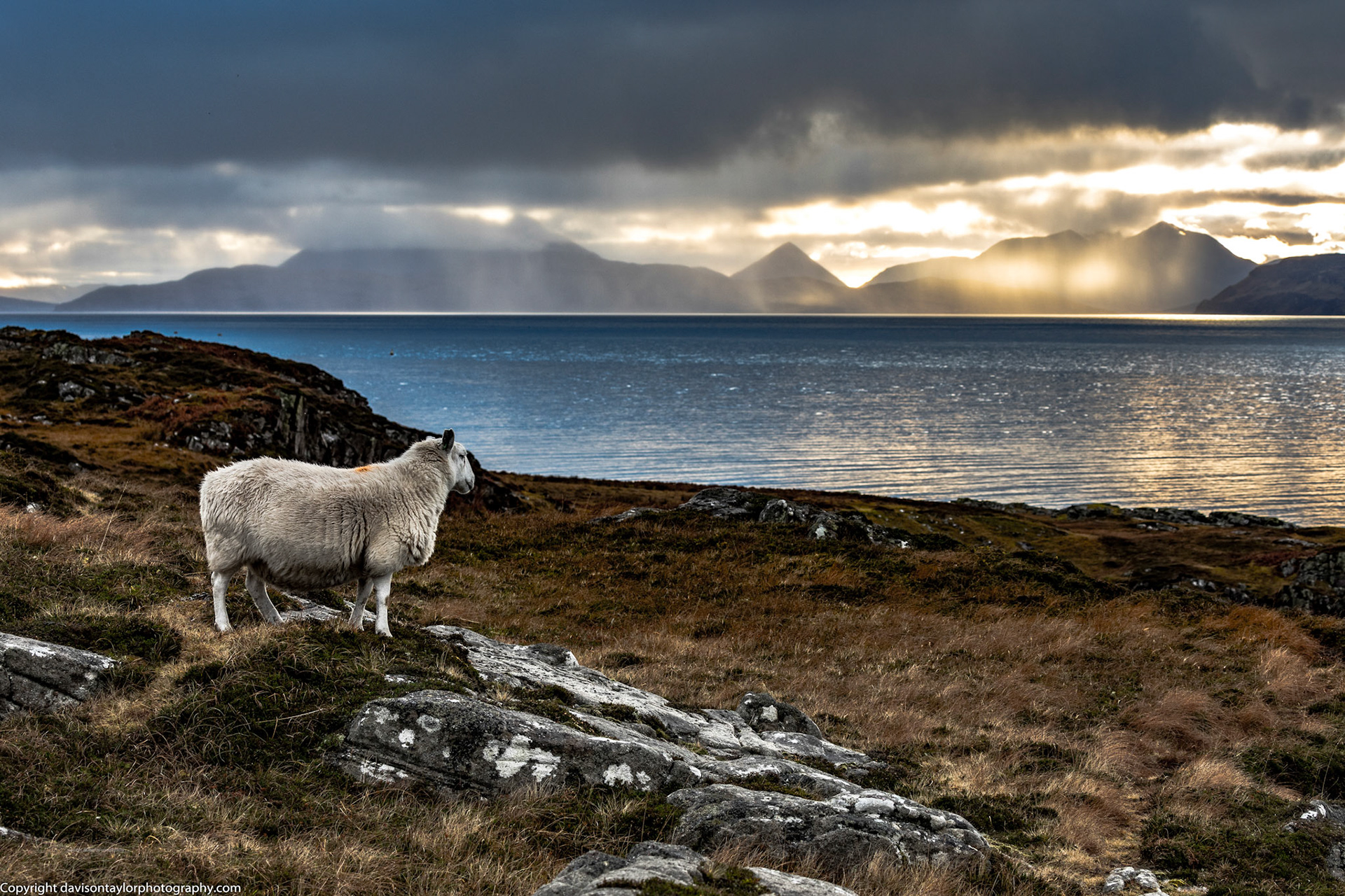 Ewe with a View, On the Applecross Peninsula looking to Isle of Skye
