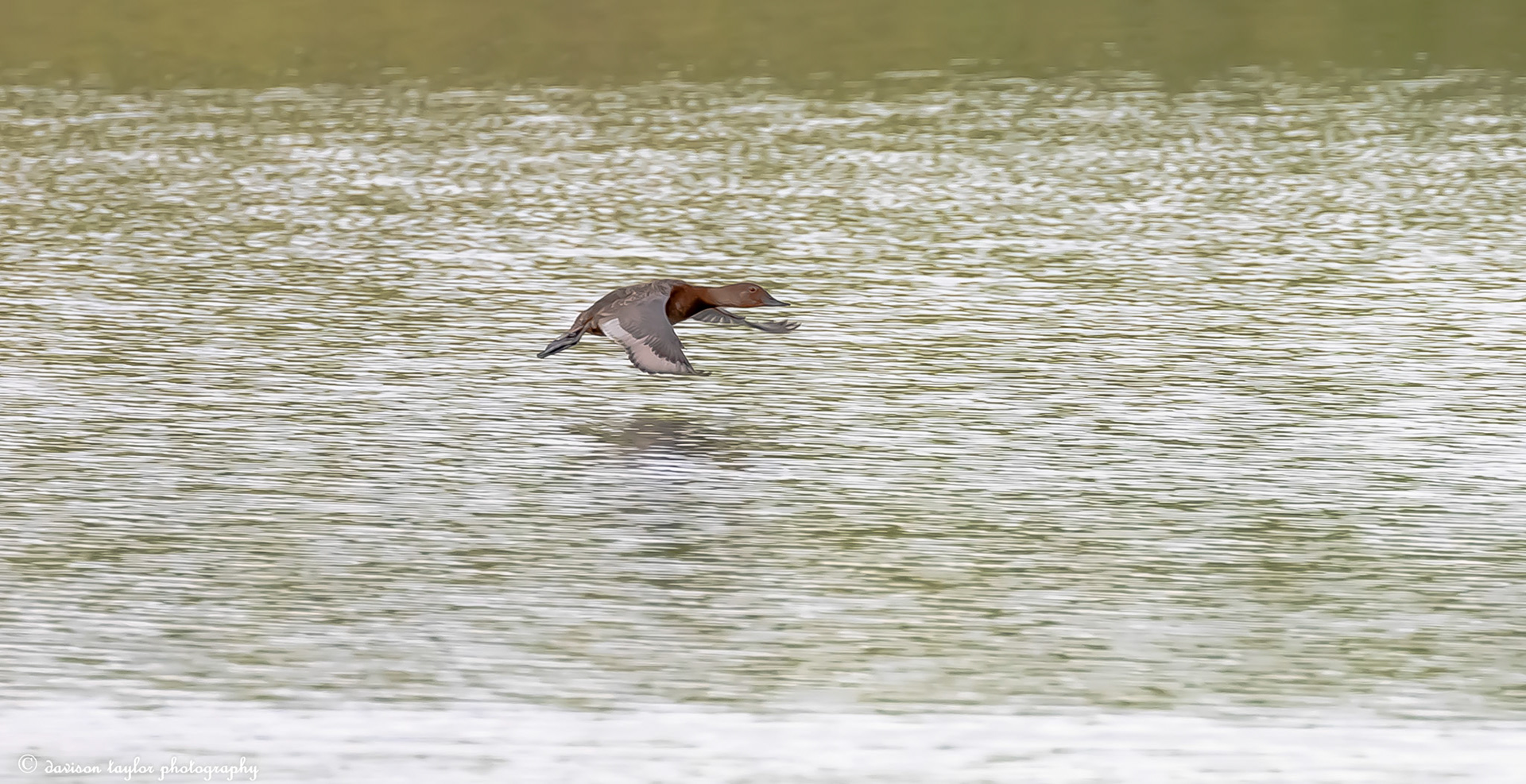 Goose in flight