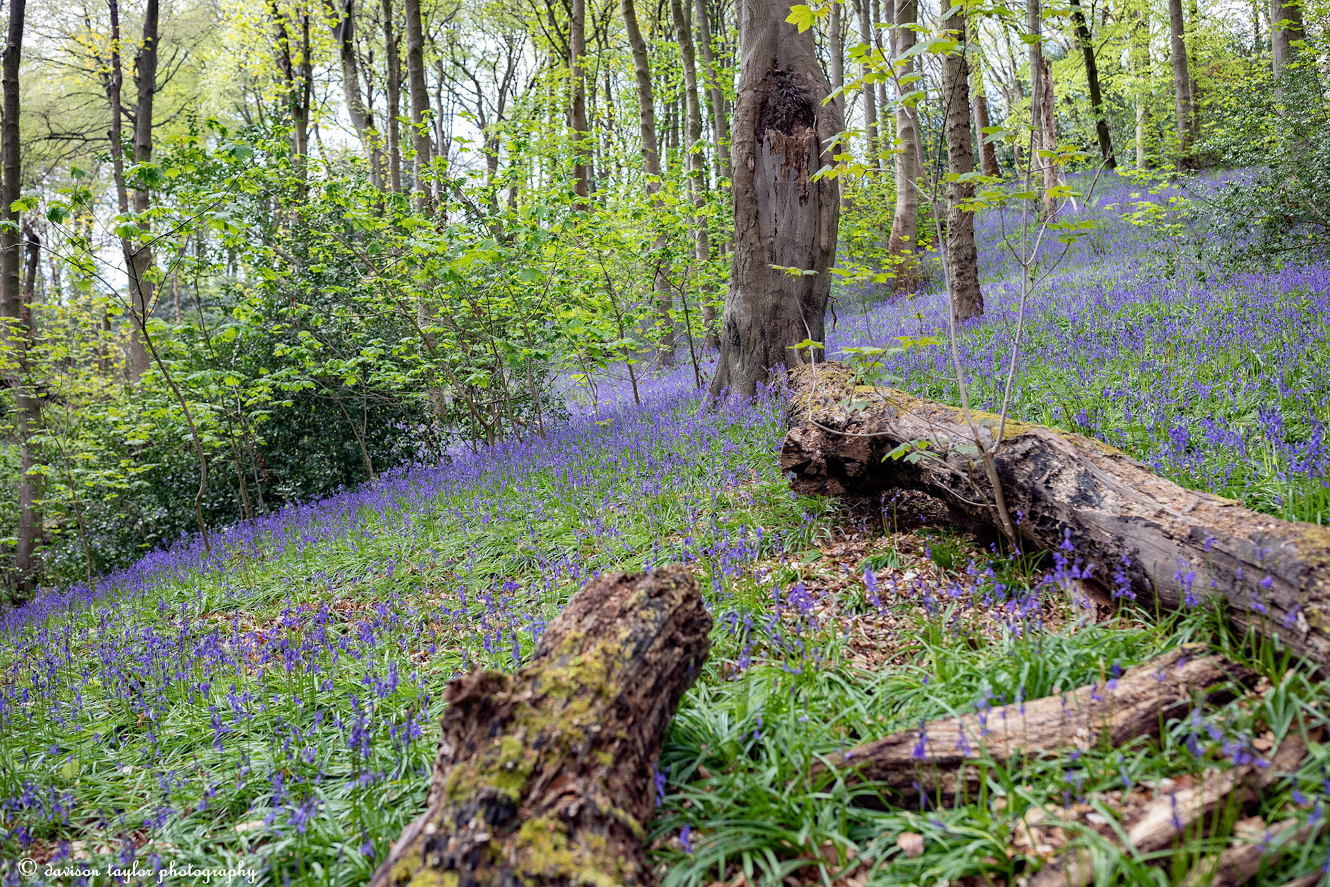 Bluebells in Houghall Woods
