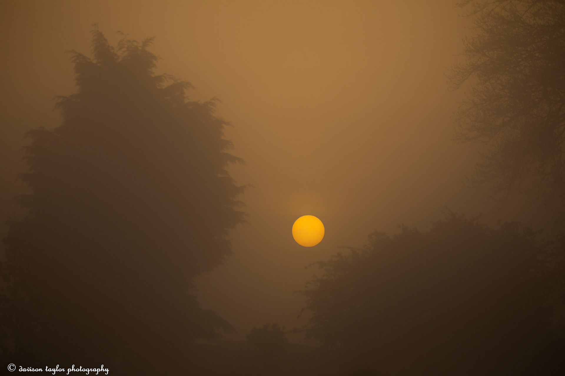 Sunrise burning through the trees