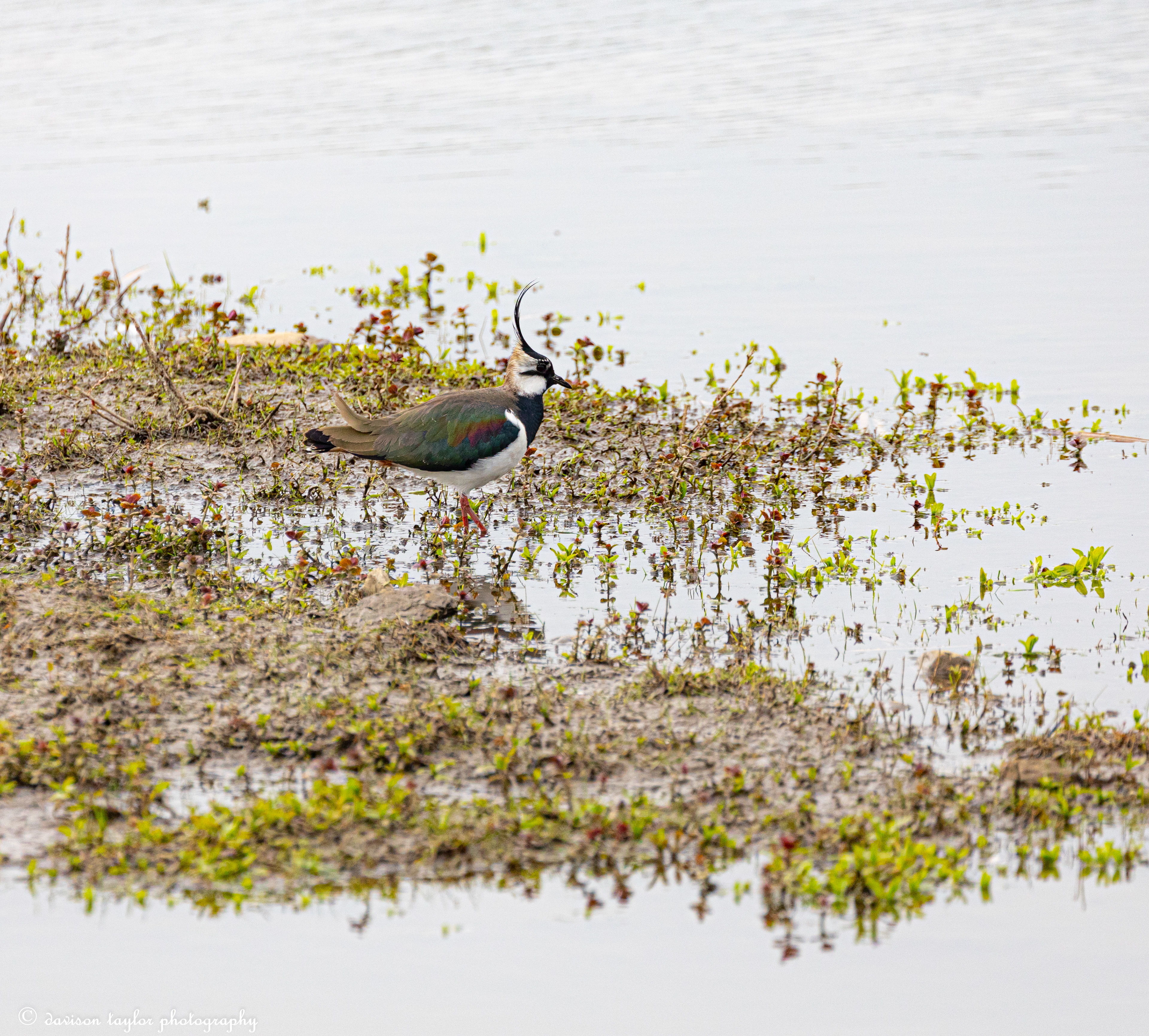 Northern Lapwing