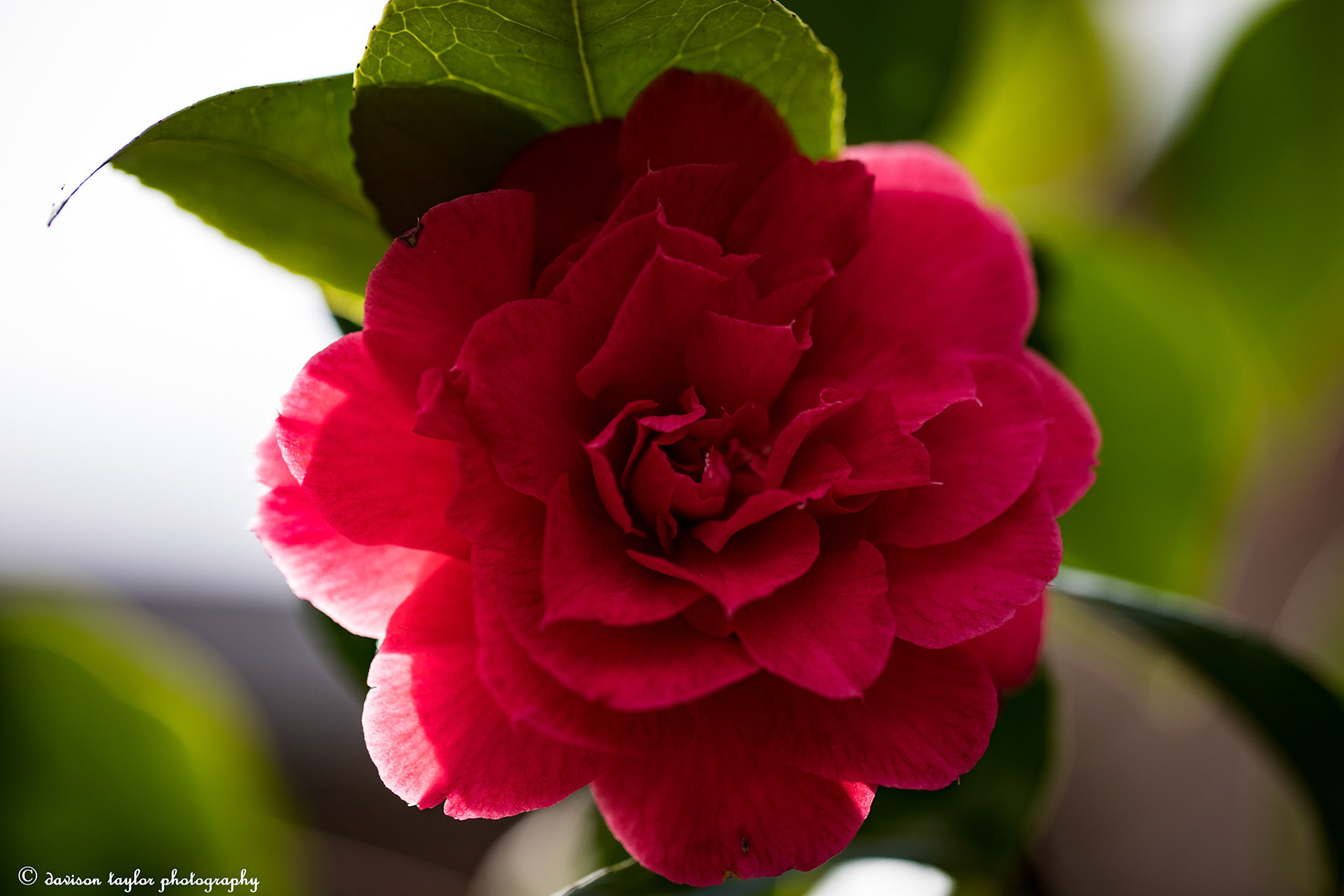 Camellia March 2019