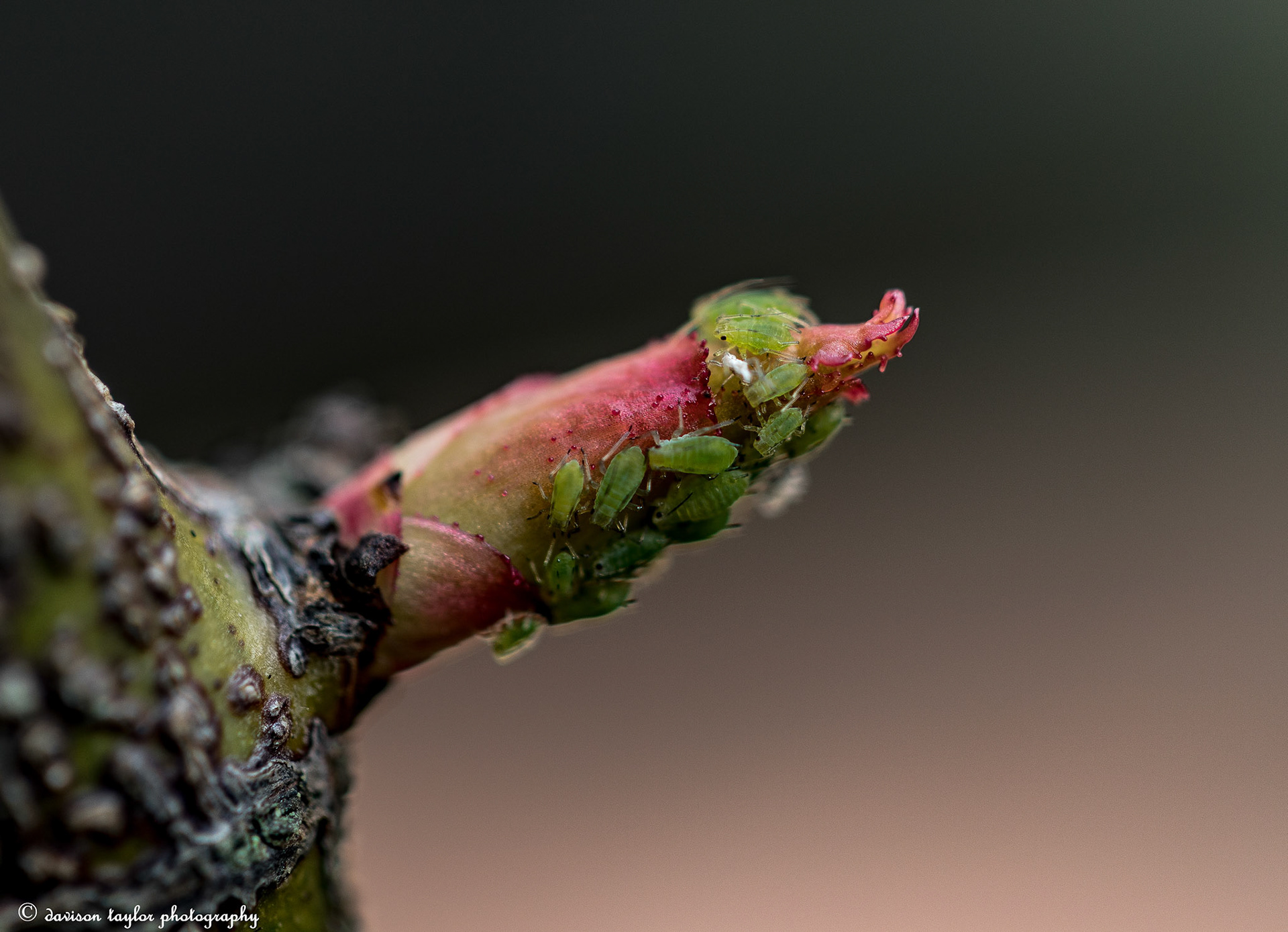 Greenfly on my David Austin Rose "Alan Titchmarsh" March 2019