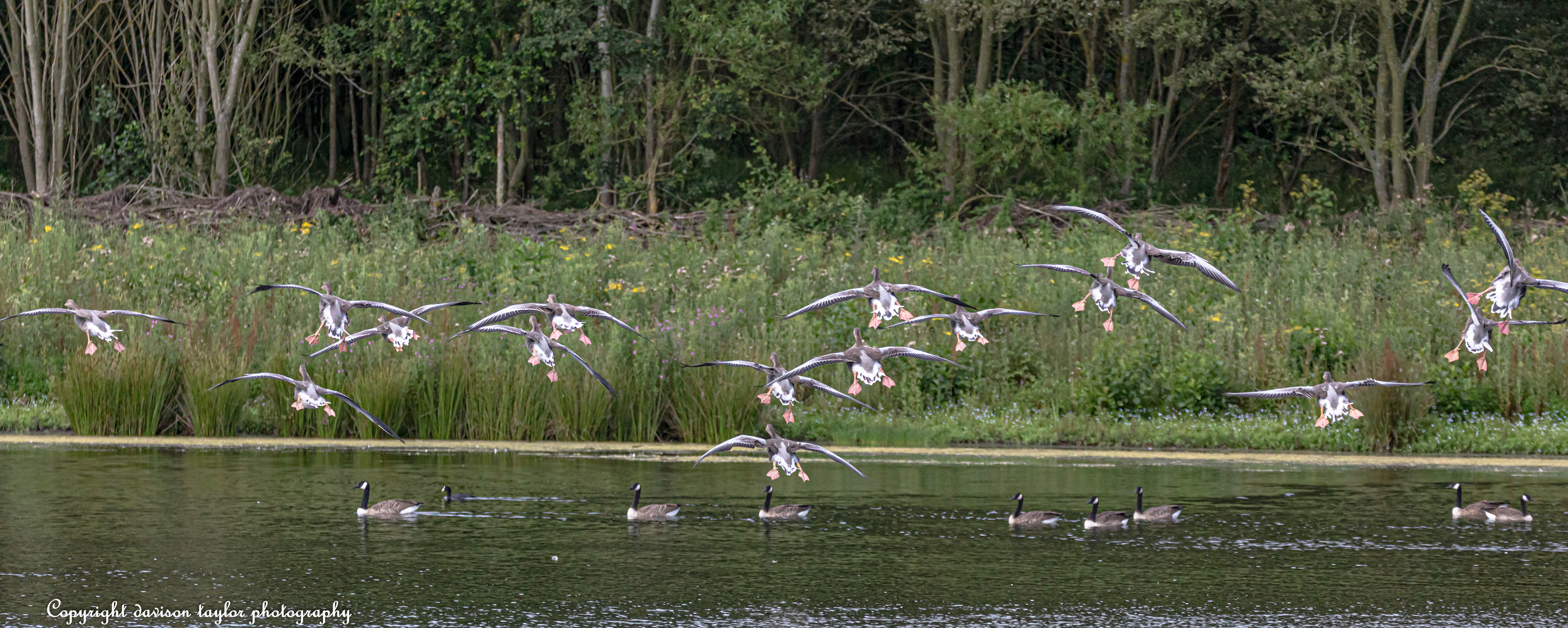 I think Adolescent Grey Lag Geese, coming into land. August 2019