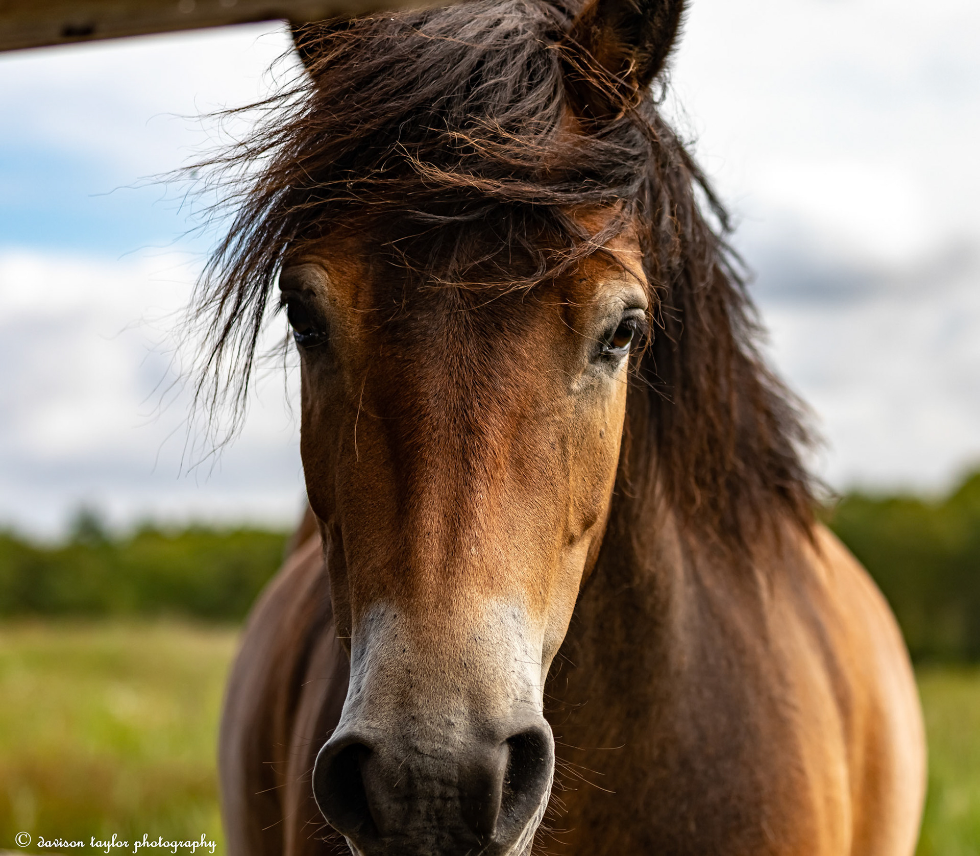 Beautiful Exmoor Pony