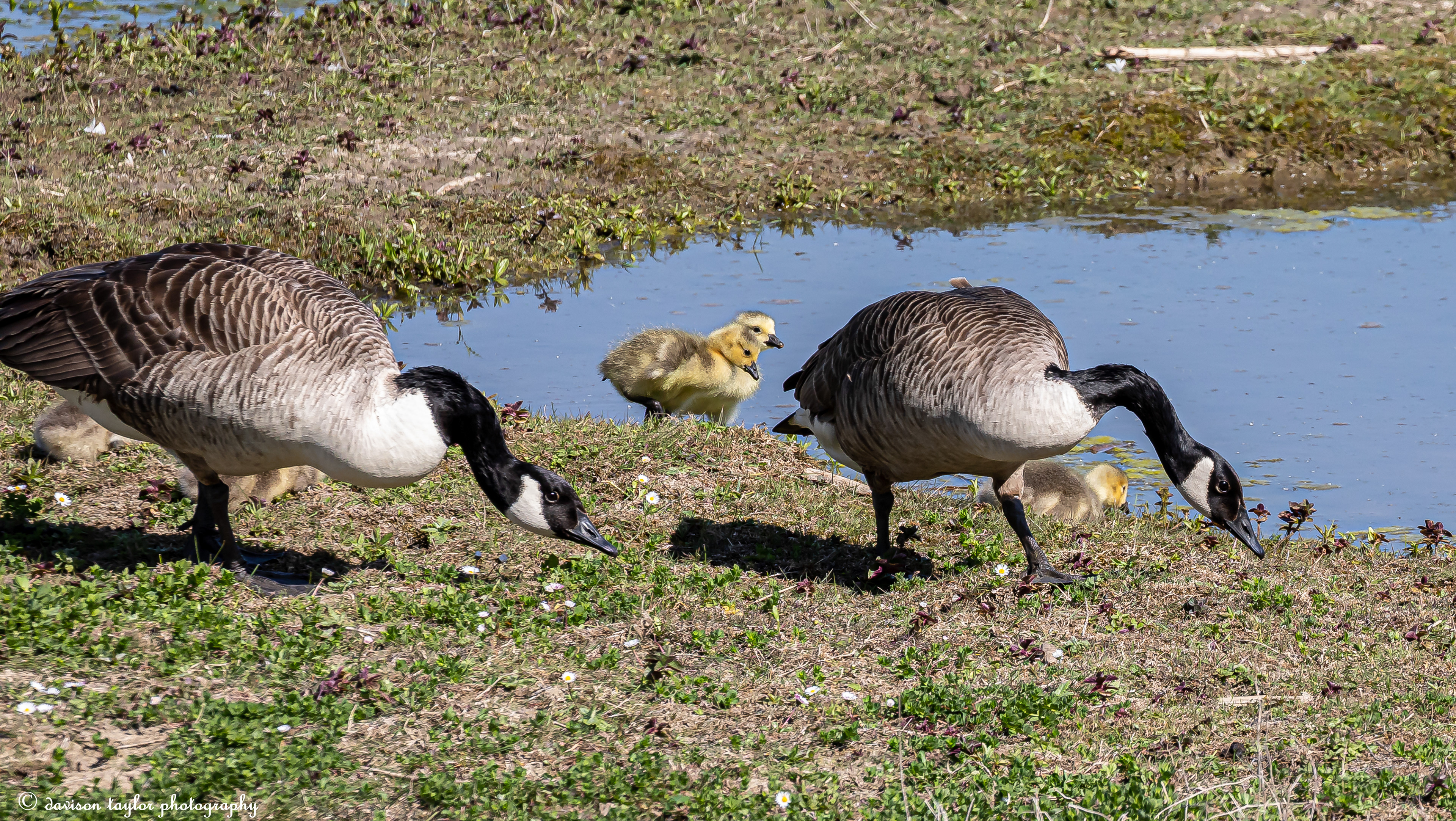 Canada Geese and chicks