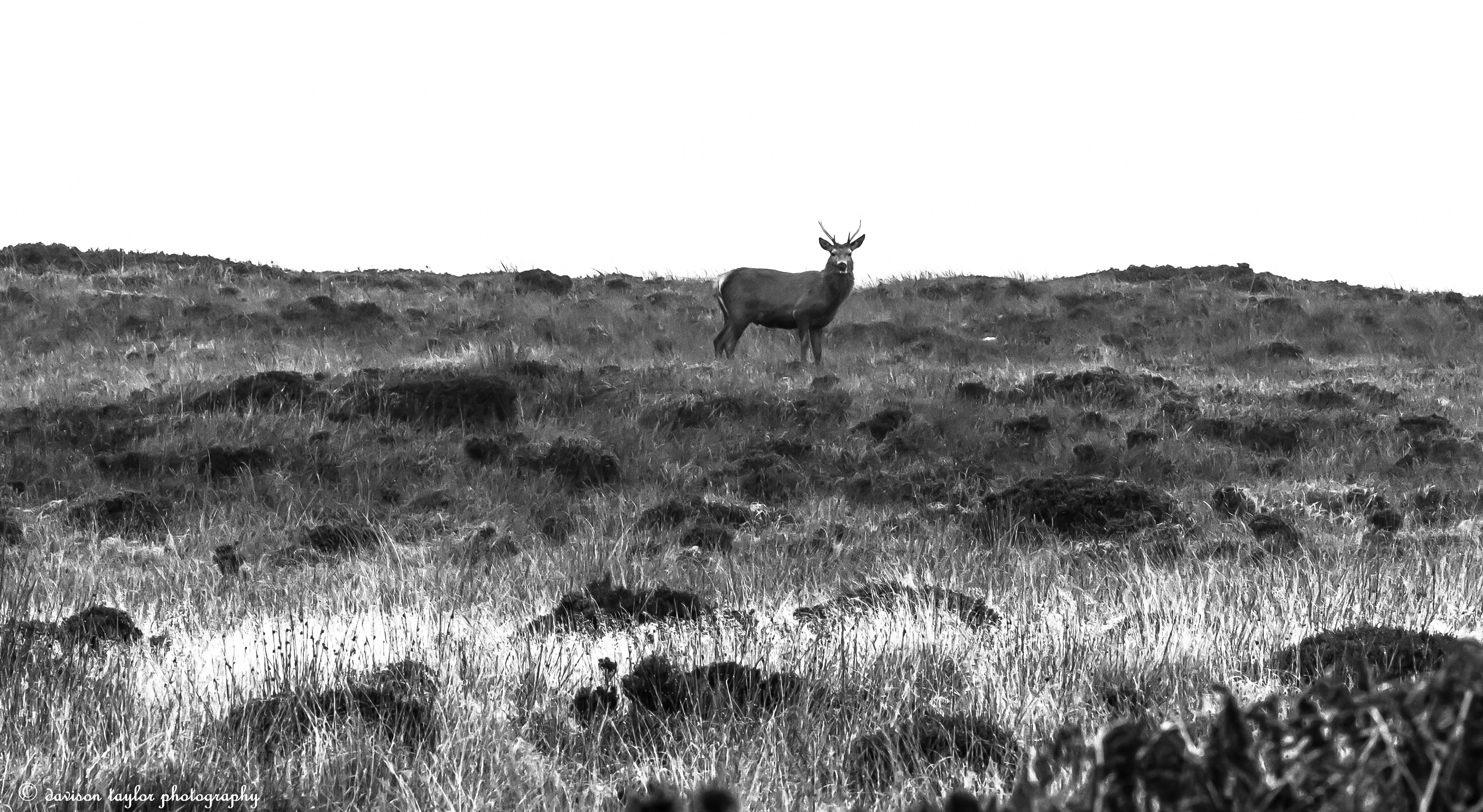 Early morning Applecross Stag