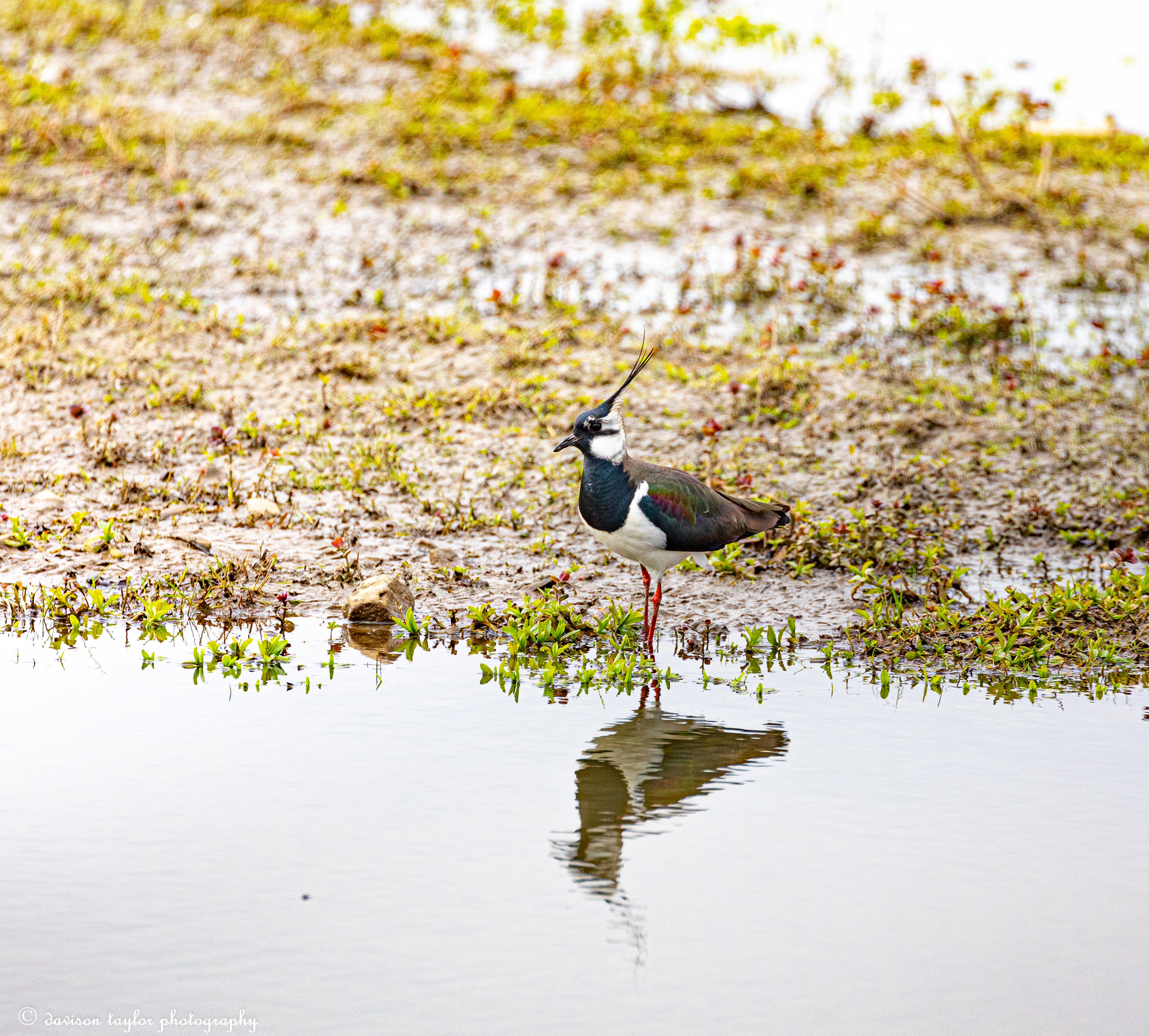 Northern Lapwing