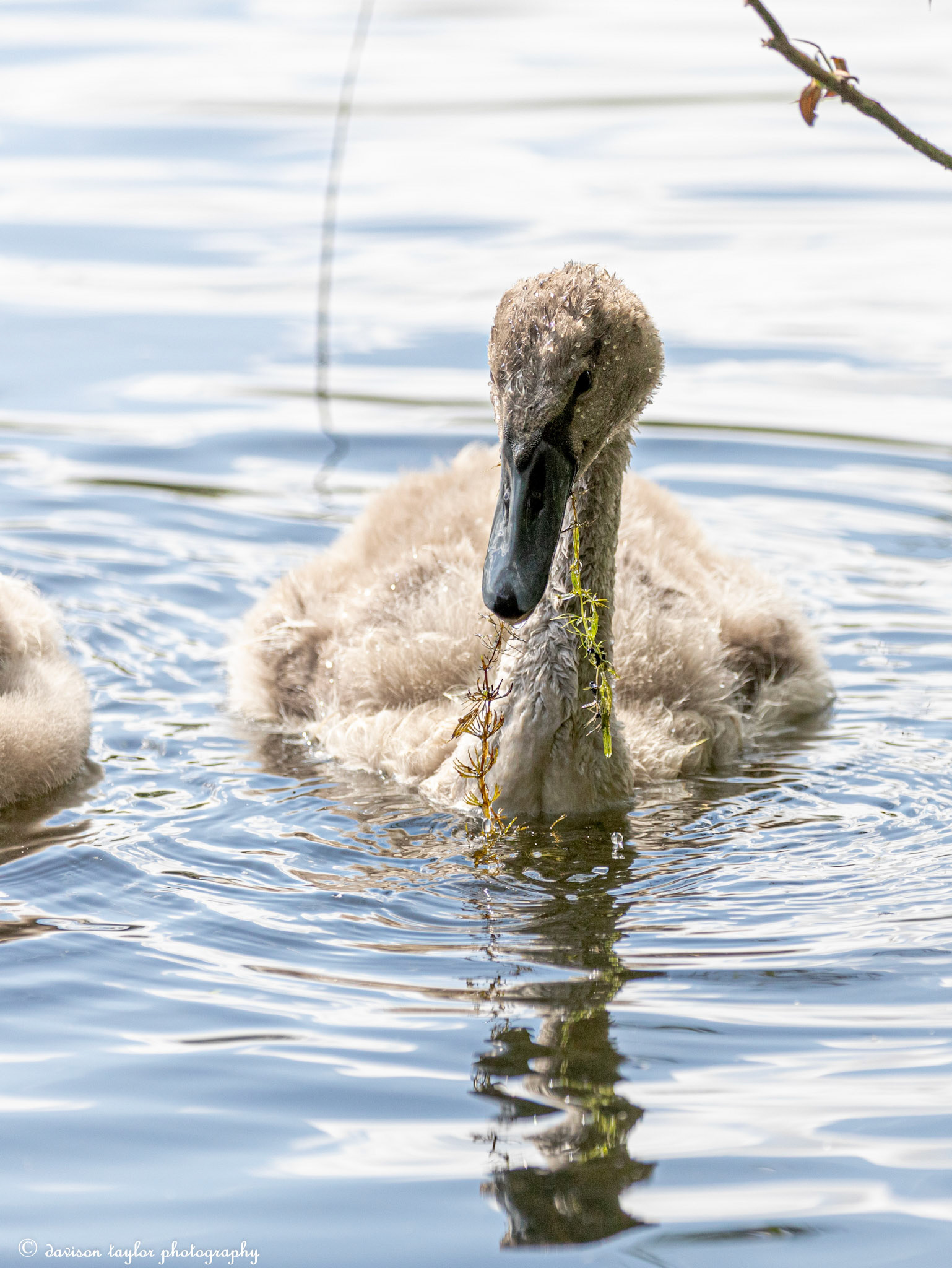 Cygnet