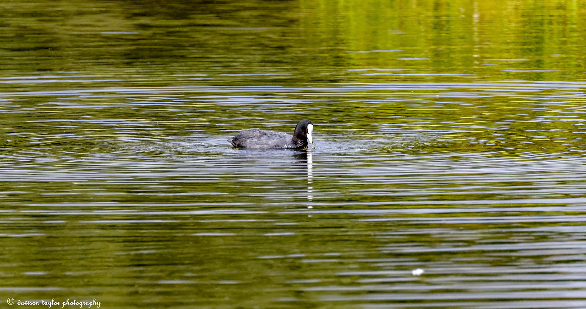 Coot