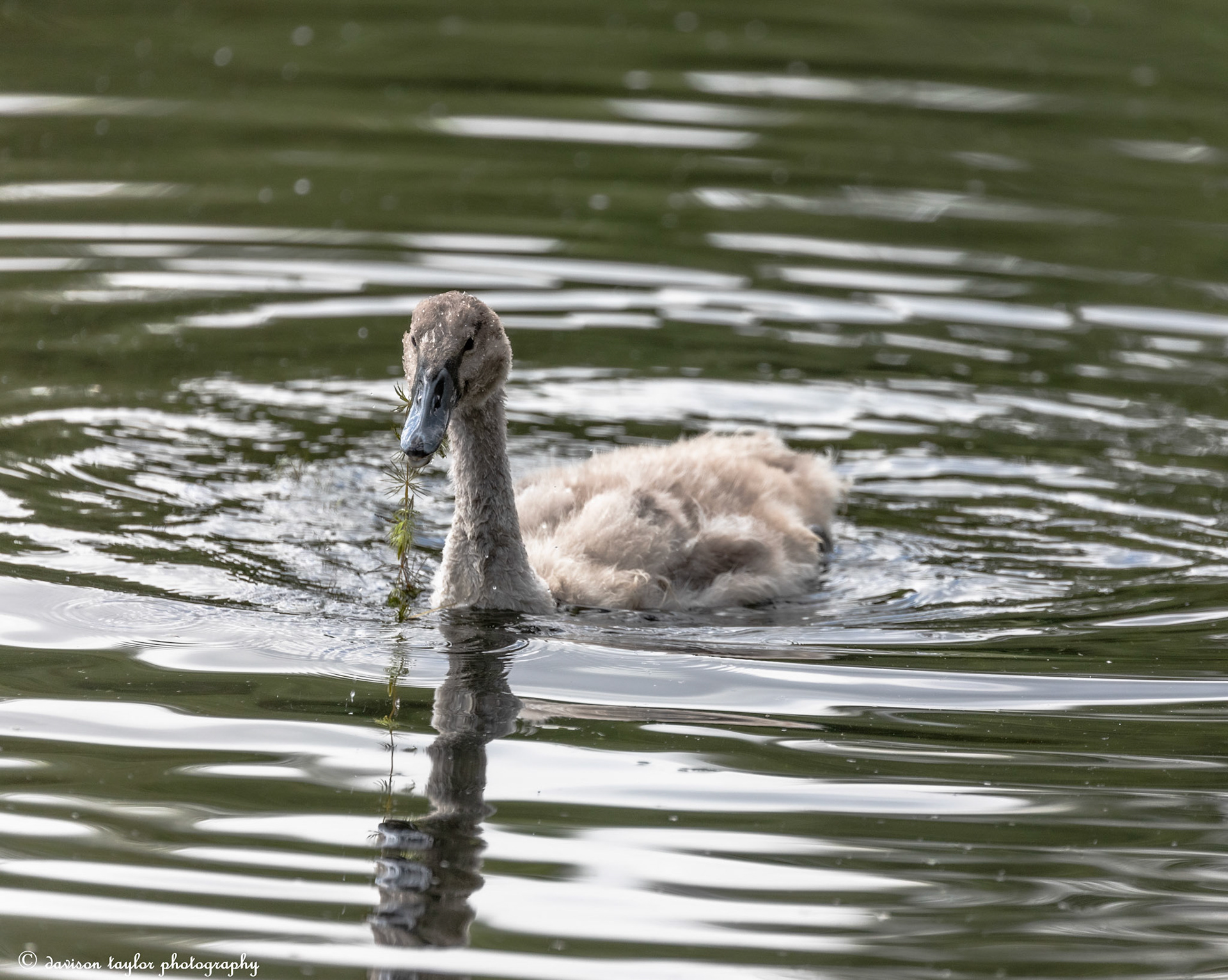 Cygnet
