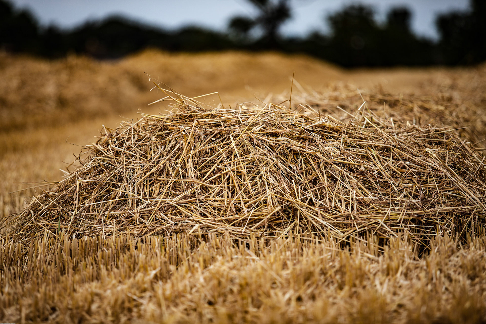 Crops near Sherburn