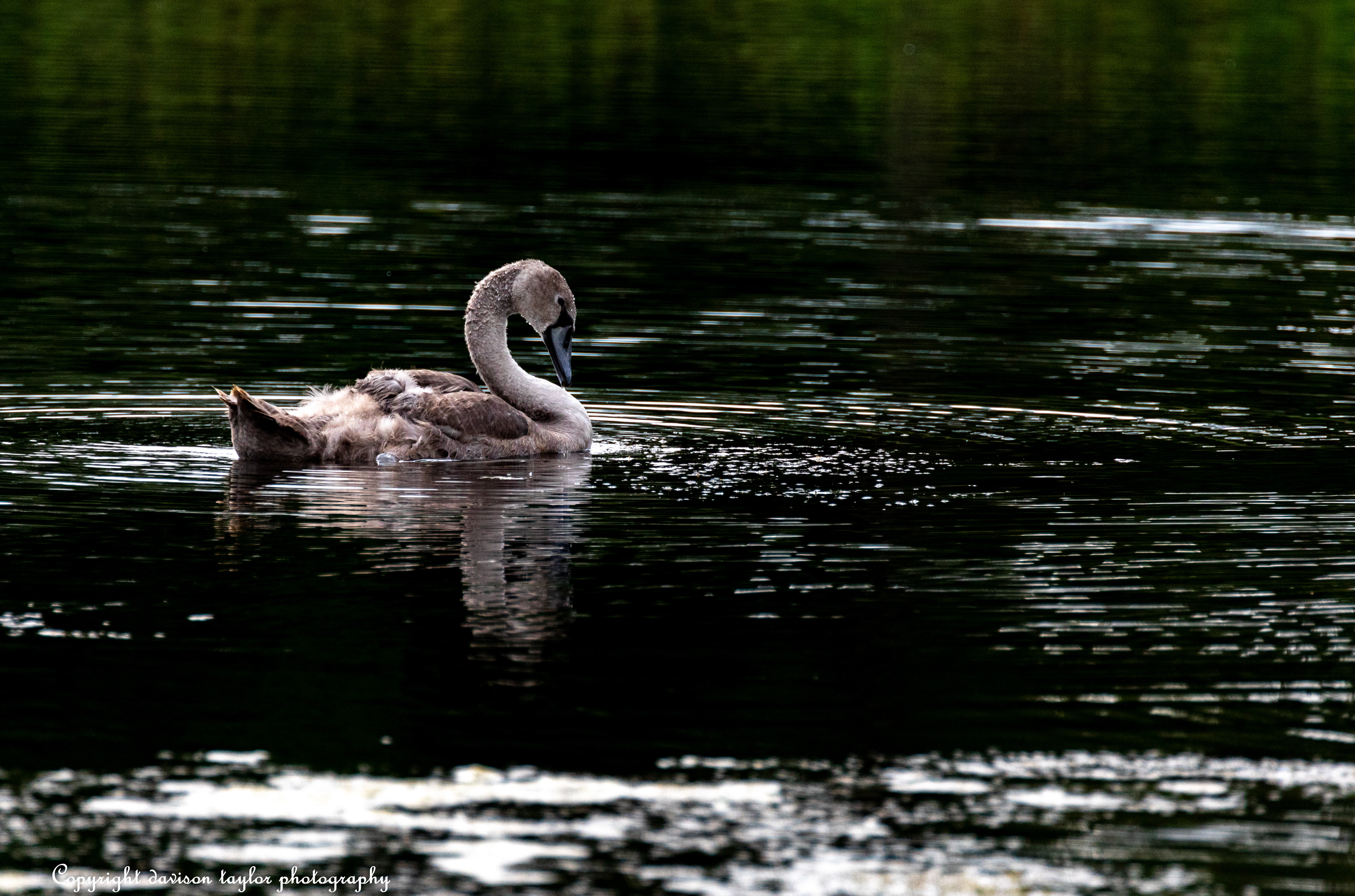 Cygnet August 2019