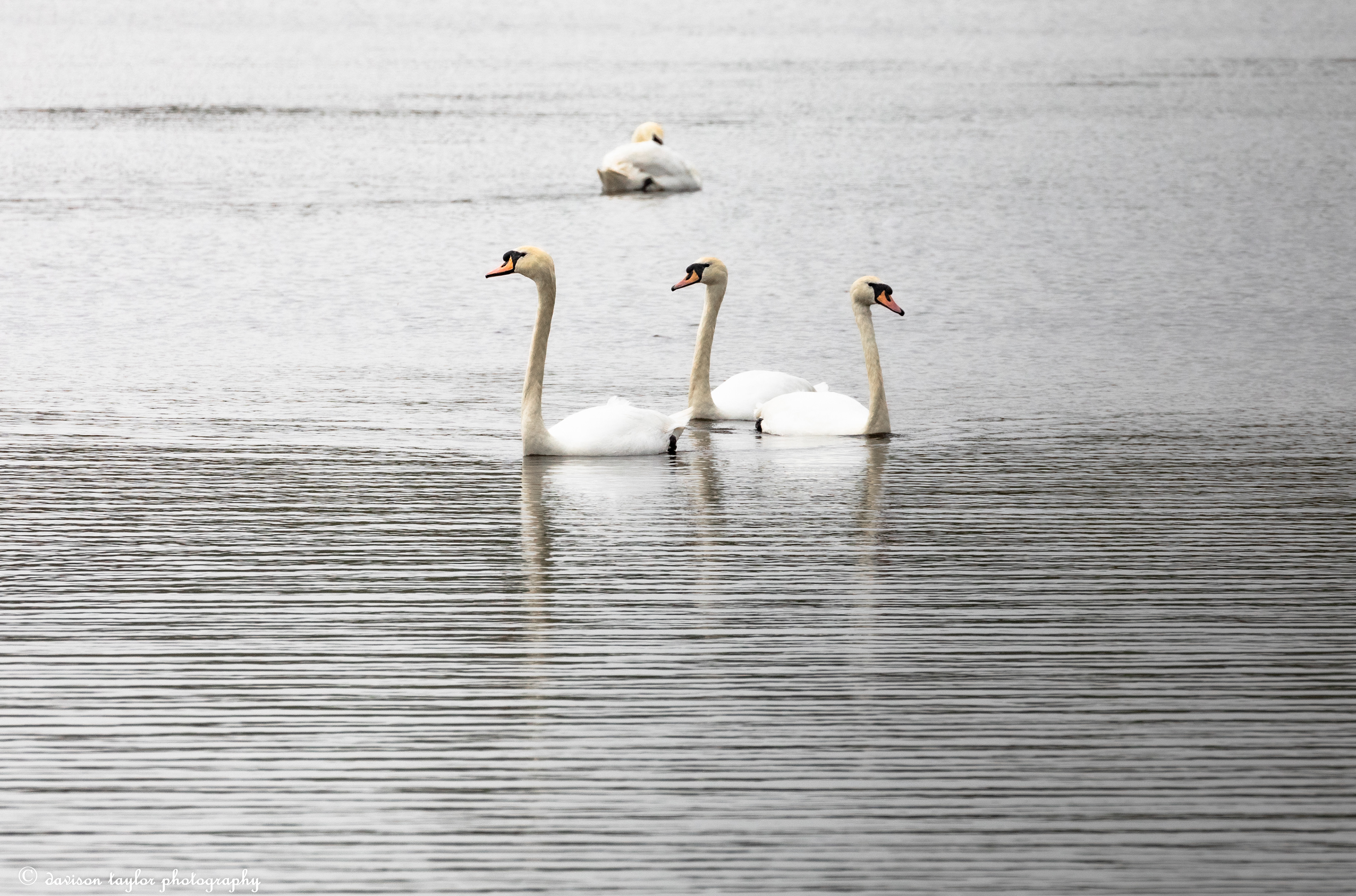 Mute Swans
