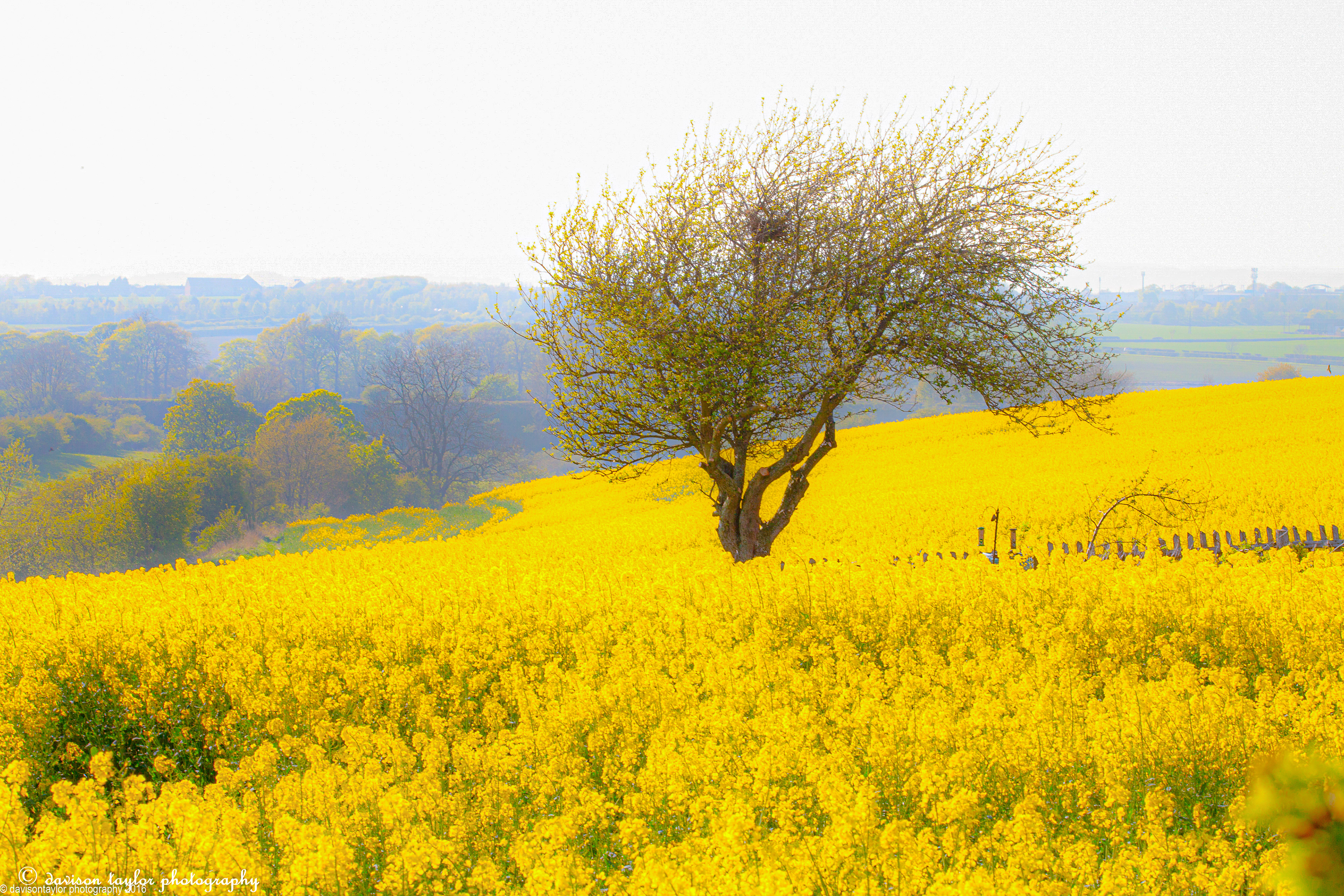 Rapeseed near Sherburn Village