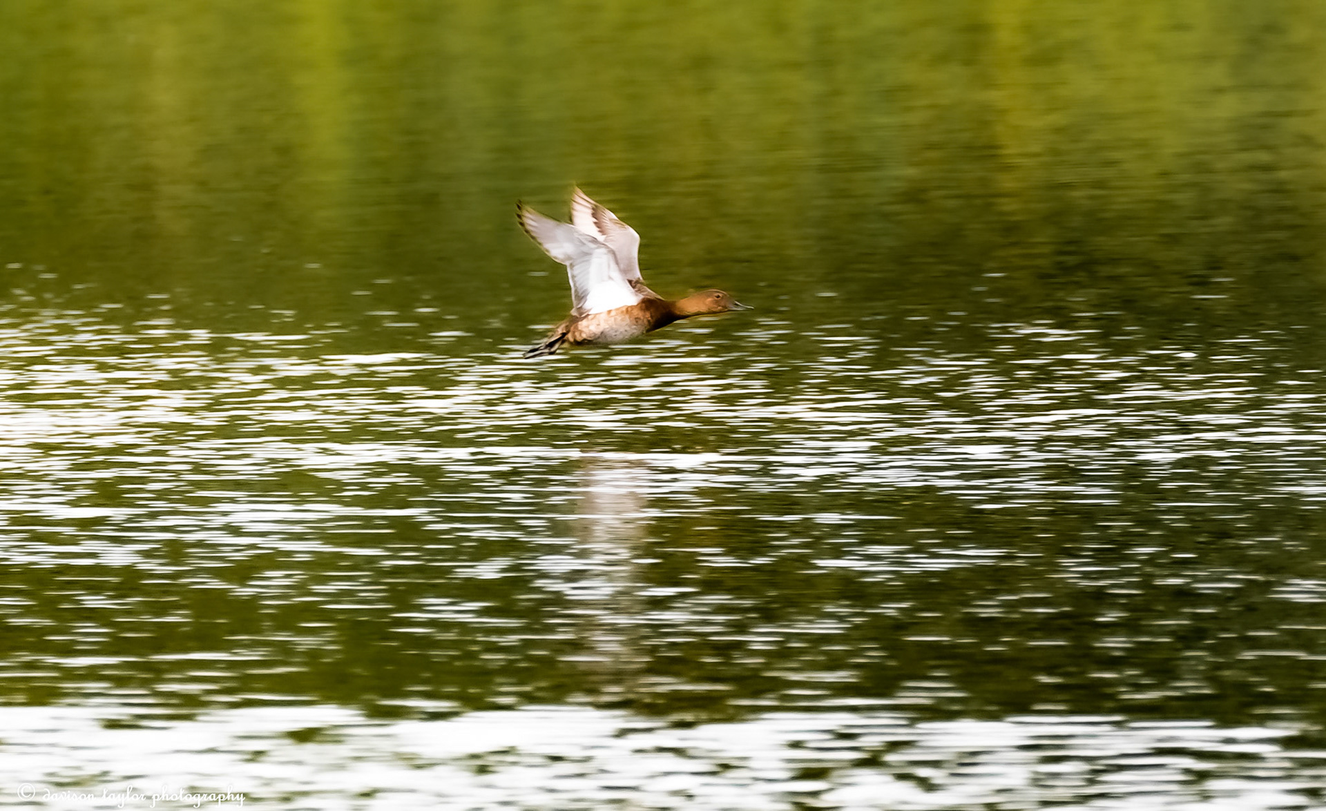 Goose in flight