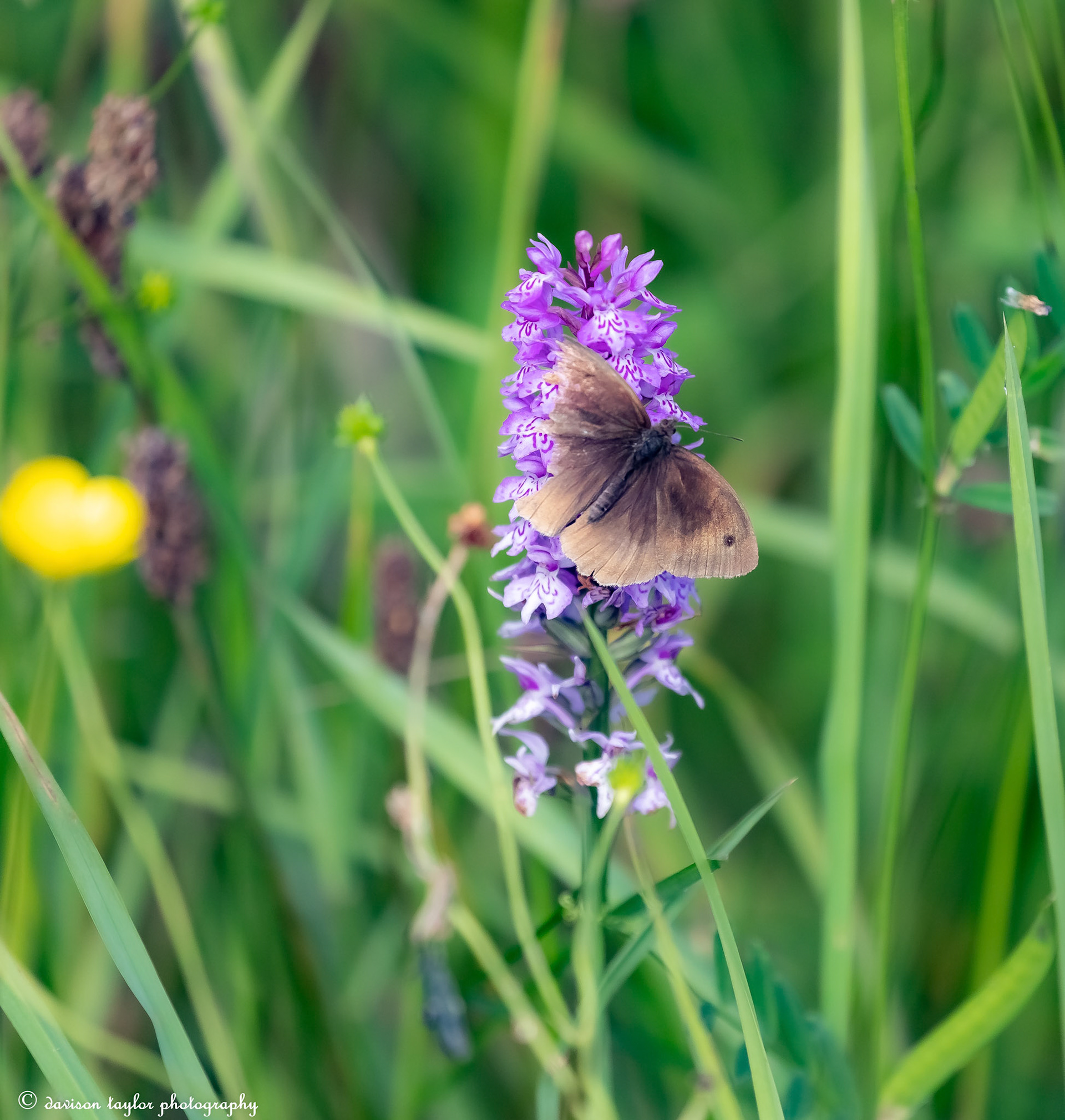 Ringlet Butterfly ?