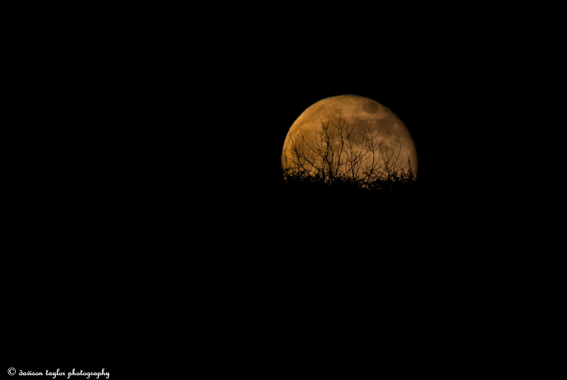 The Pink Moon over Sherburn Moors. April 2019. Do trees grow on the Moon?