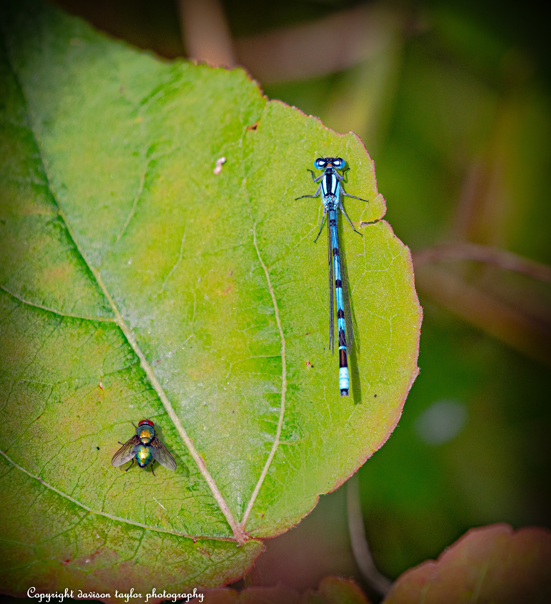 A fly and a Damselfly