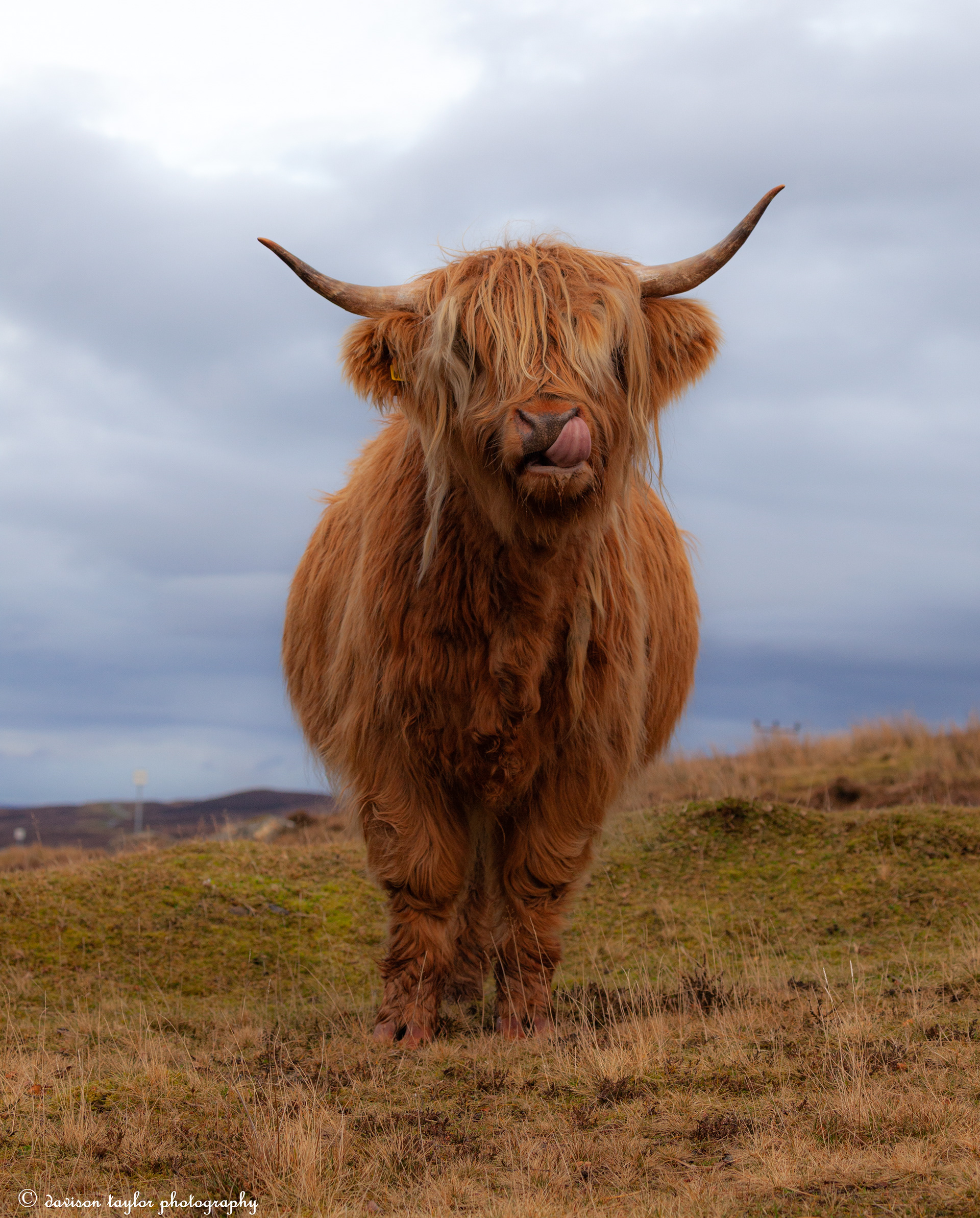 Applecross Wild Cattle, (roaming the peninsula)
