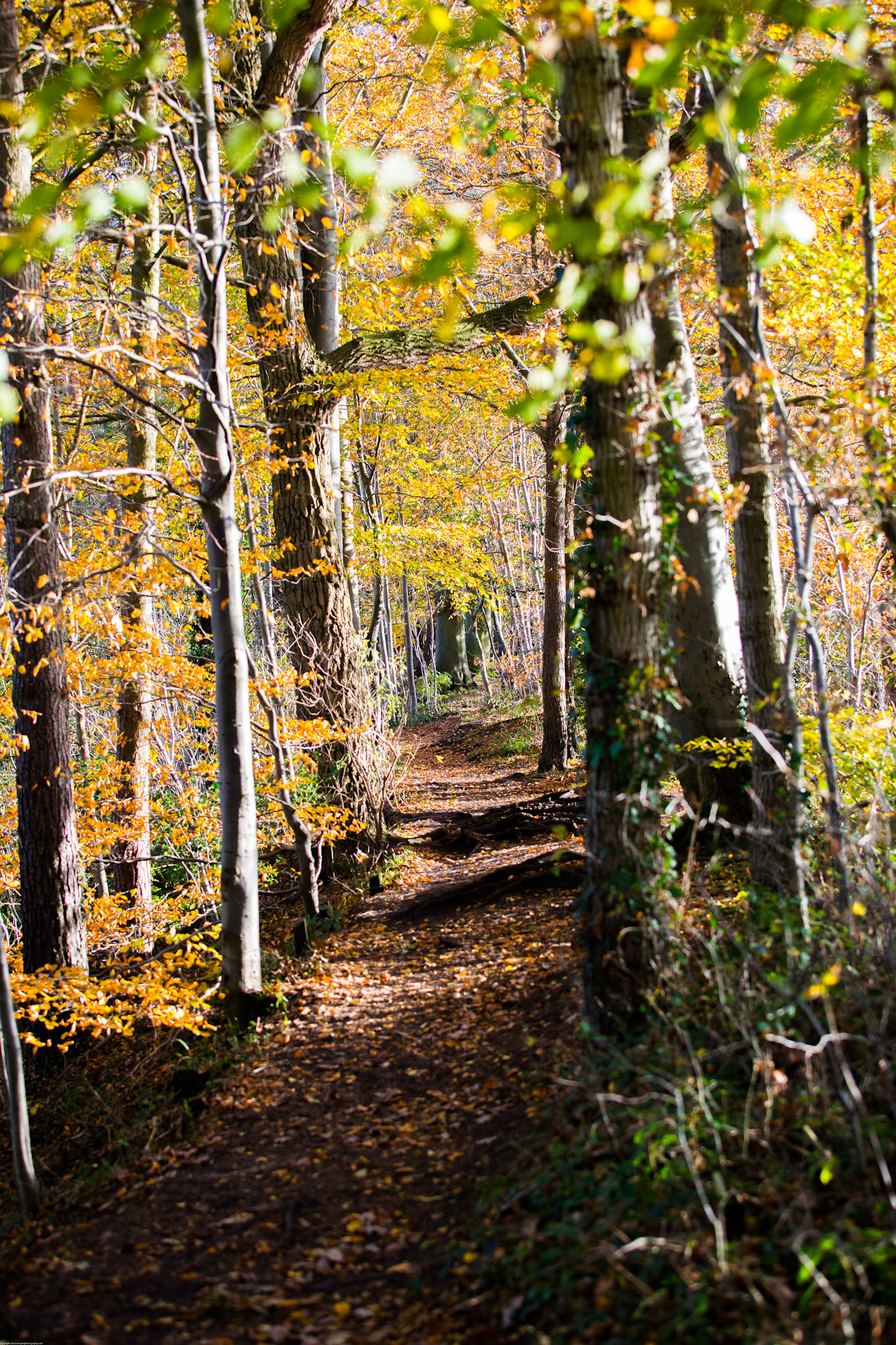 Autumn in Houghall Woods