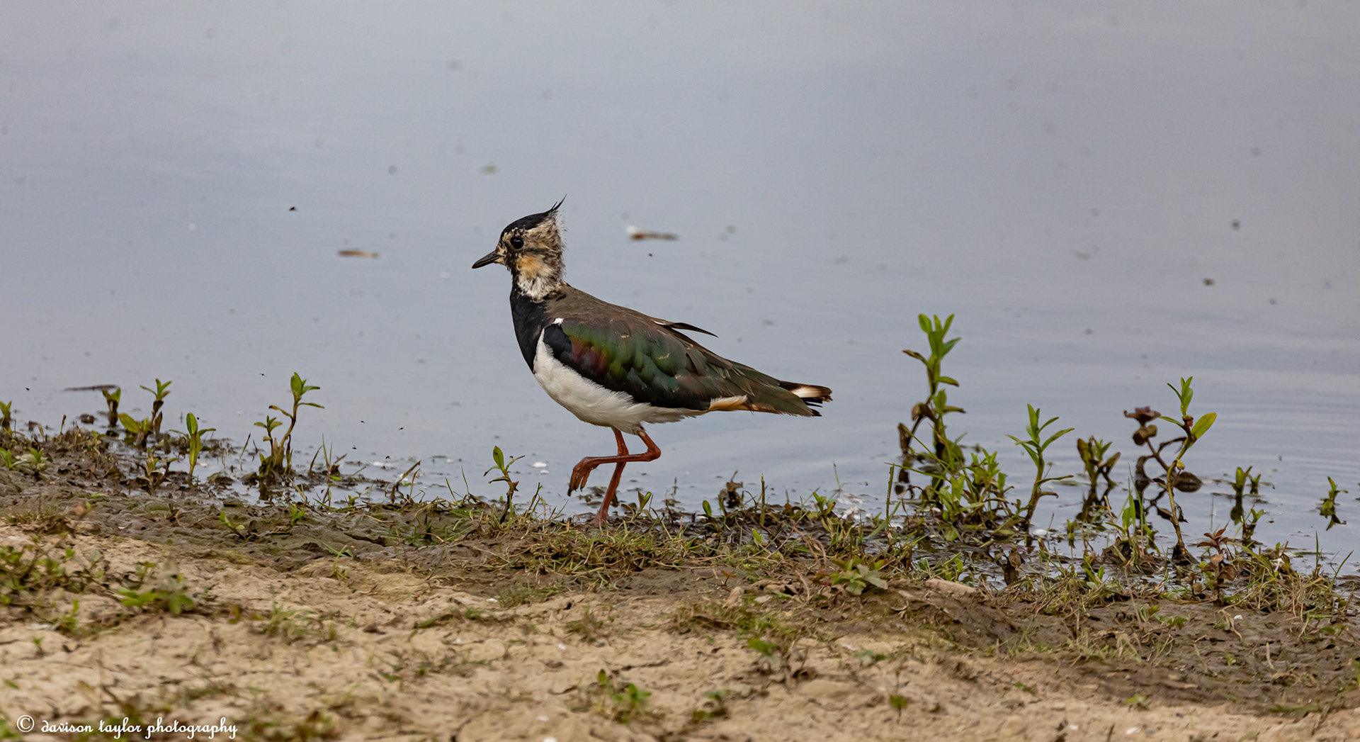 Northern Lapwing