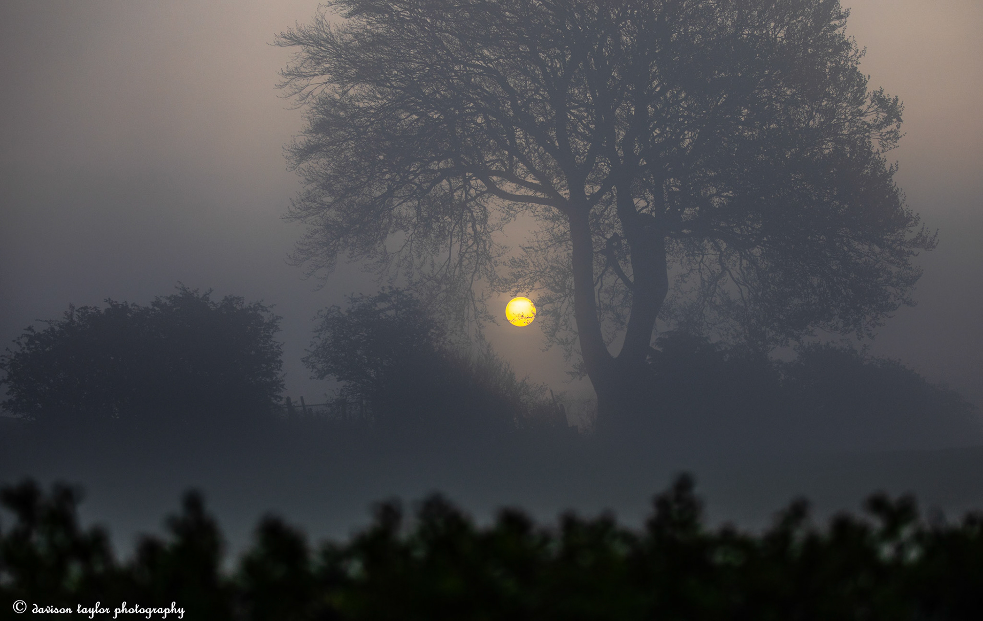 Sunrise burning through the trees