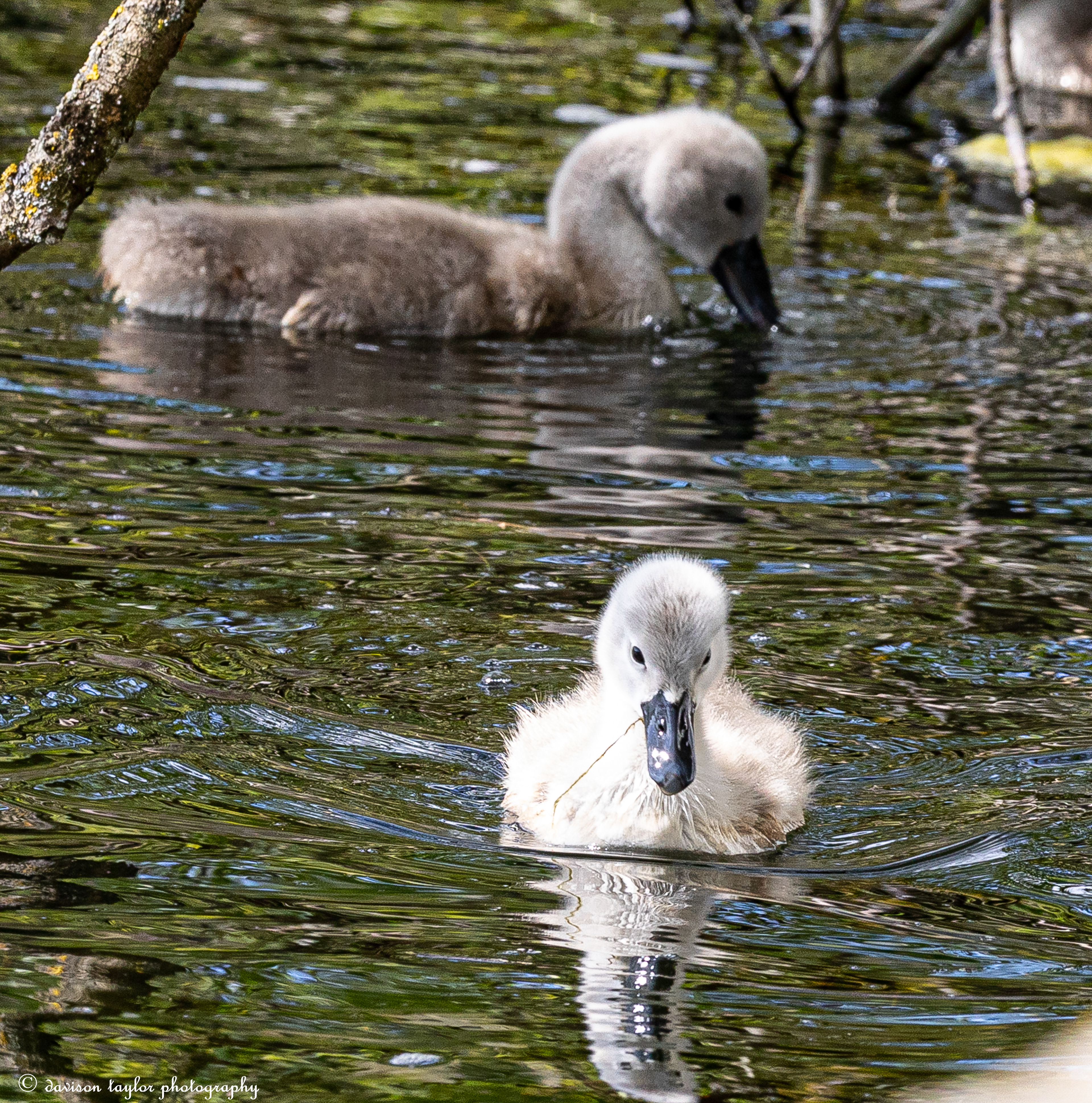Cygnets