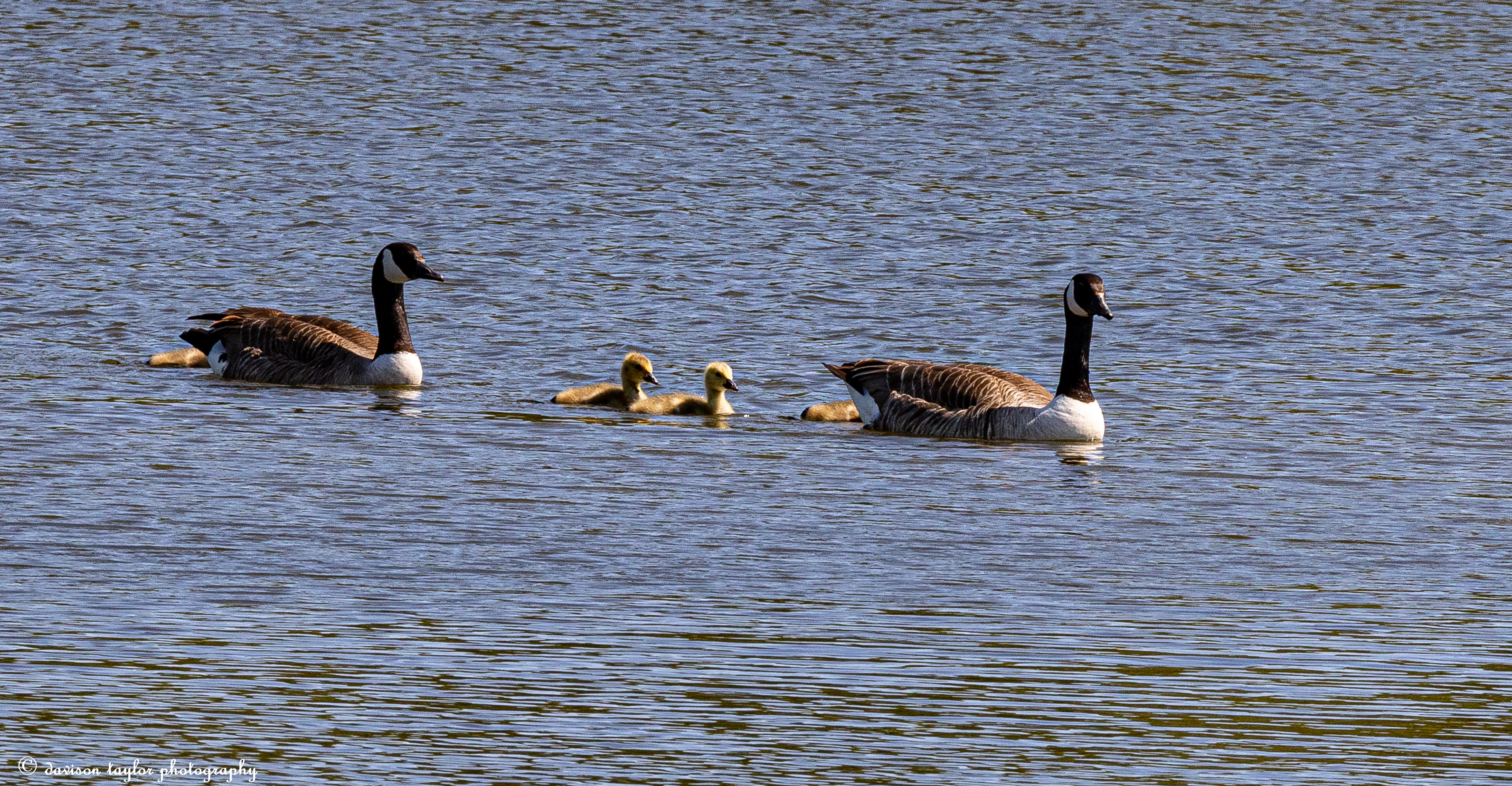 Canada Geese and chicks