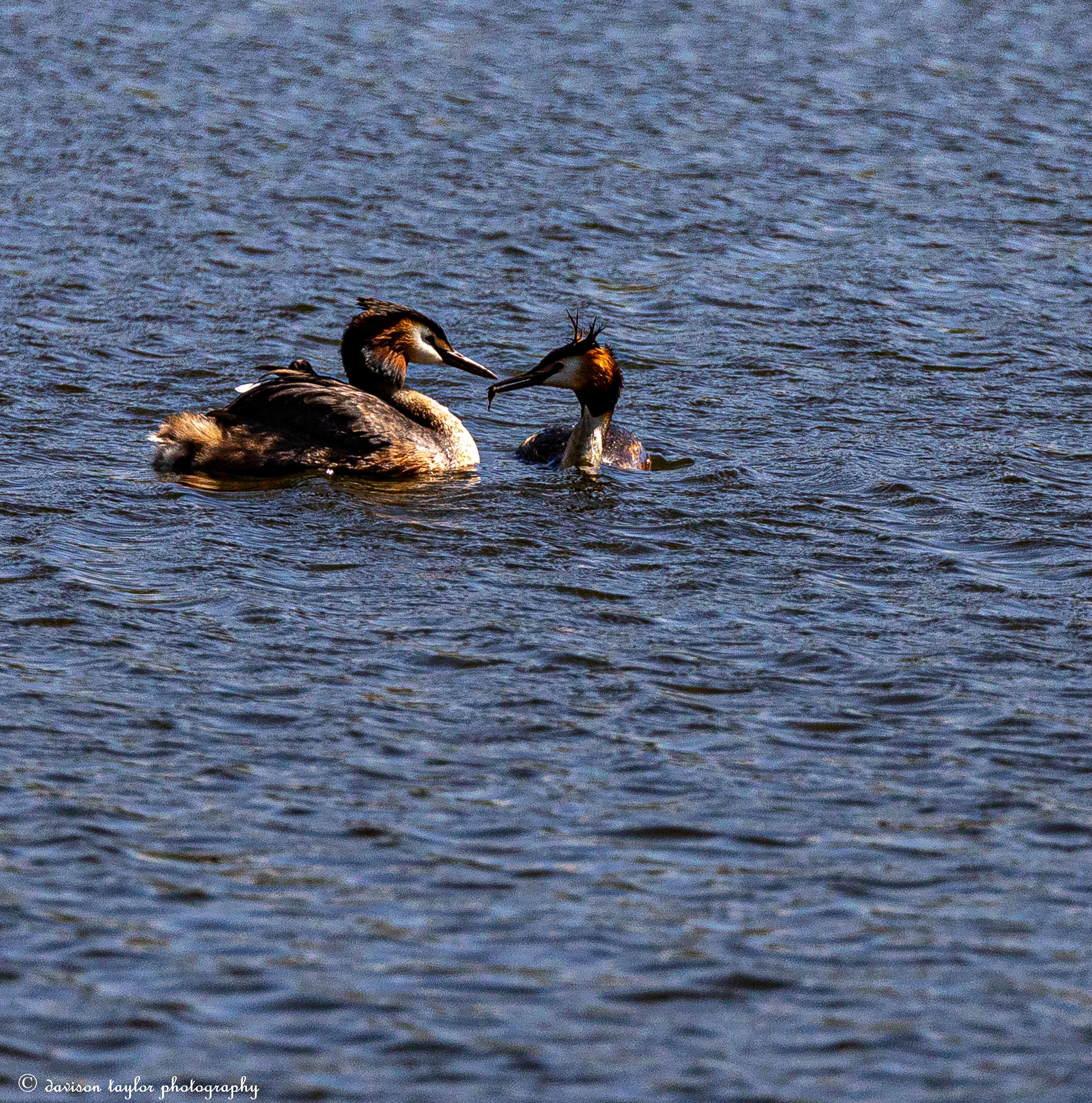 Great Crested Grebes