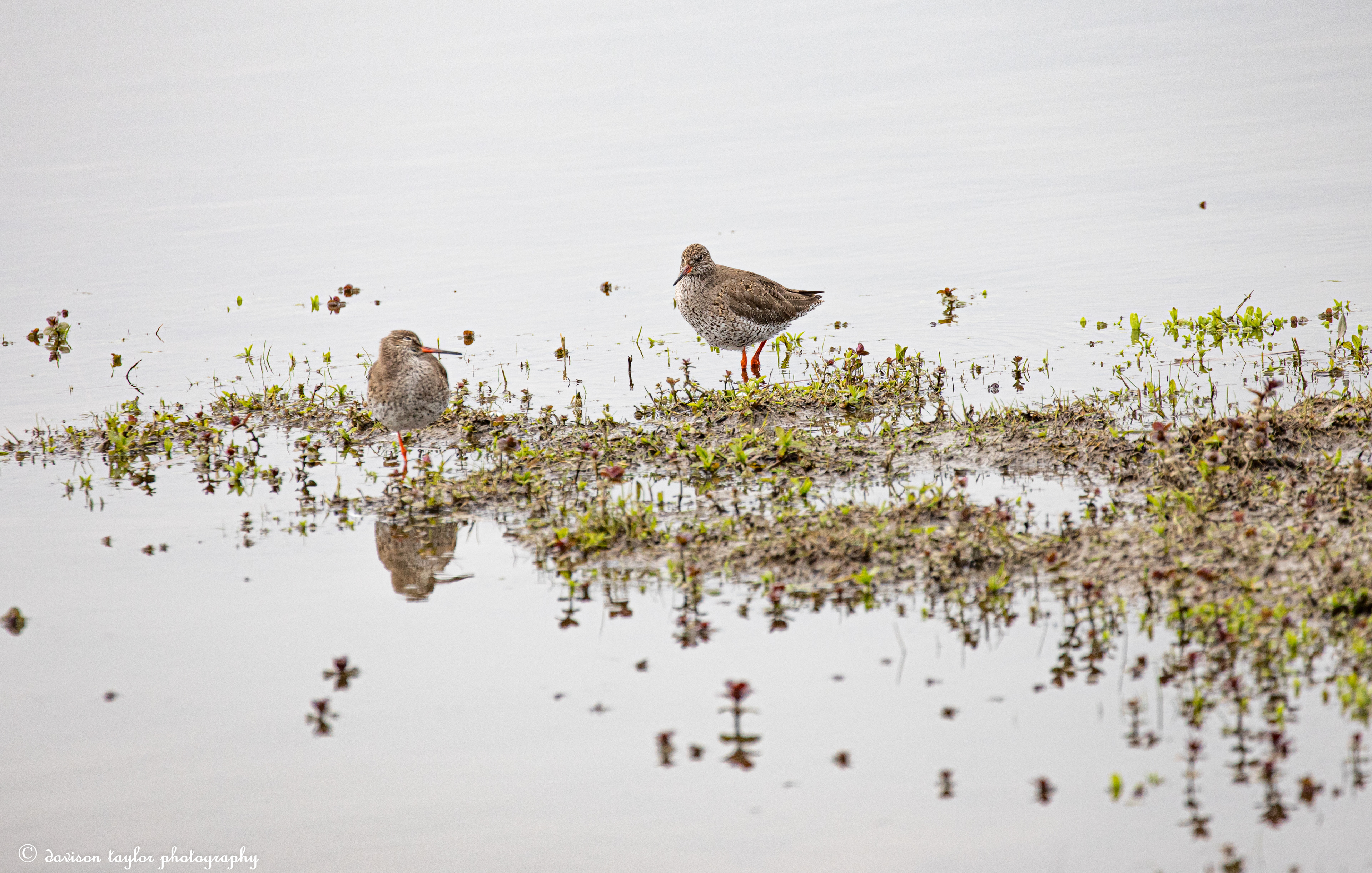 Redshank