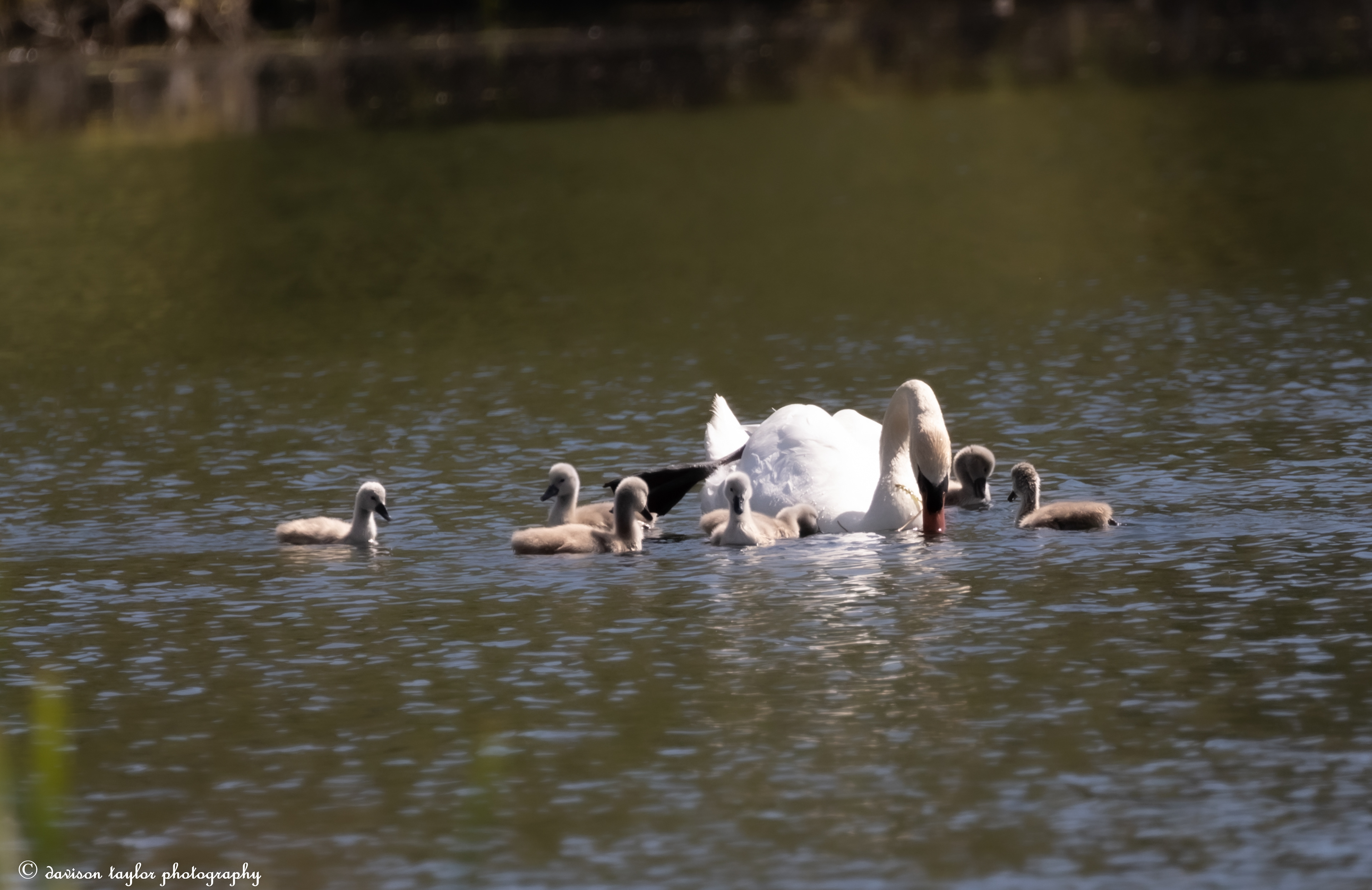 Mute Swan and Cygnets