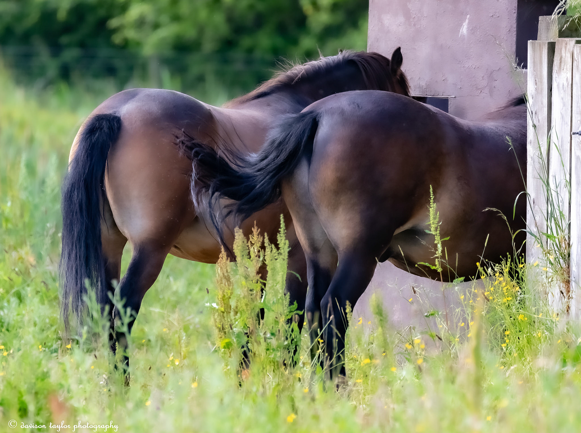 Exmoor Ponies