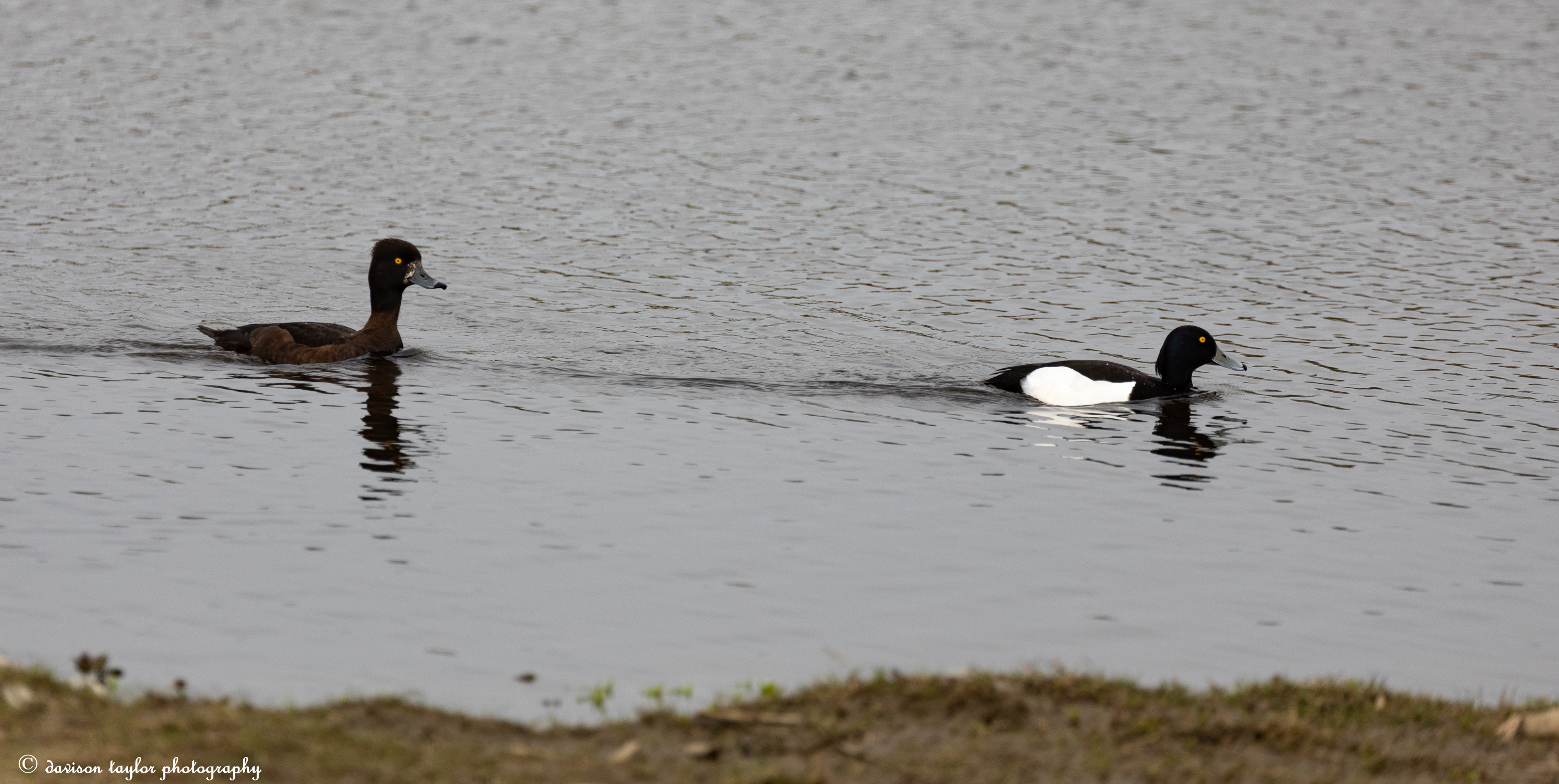 Tufted Ducks