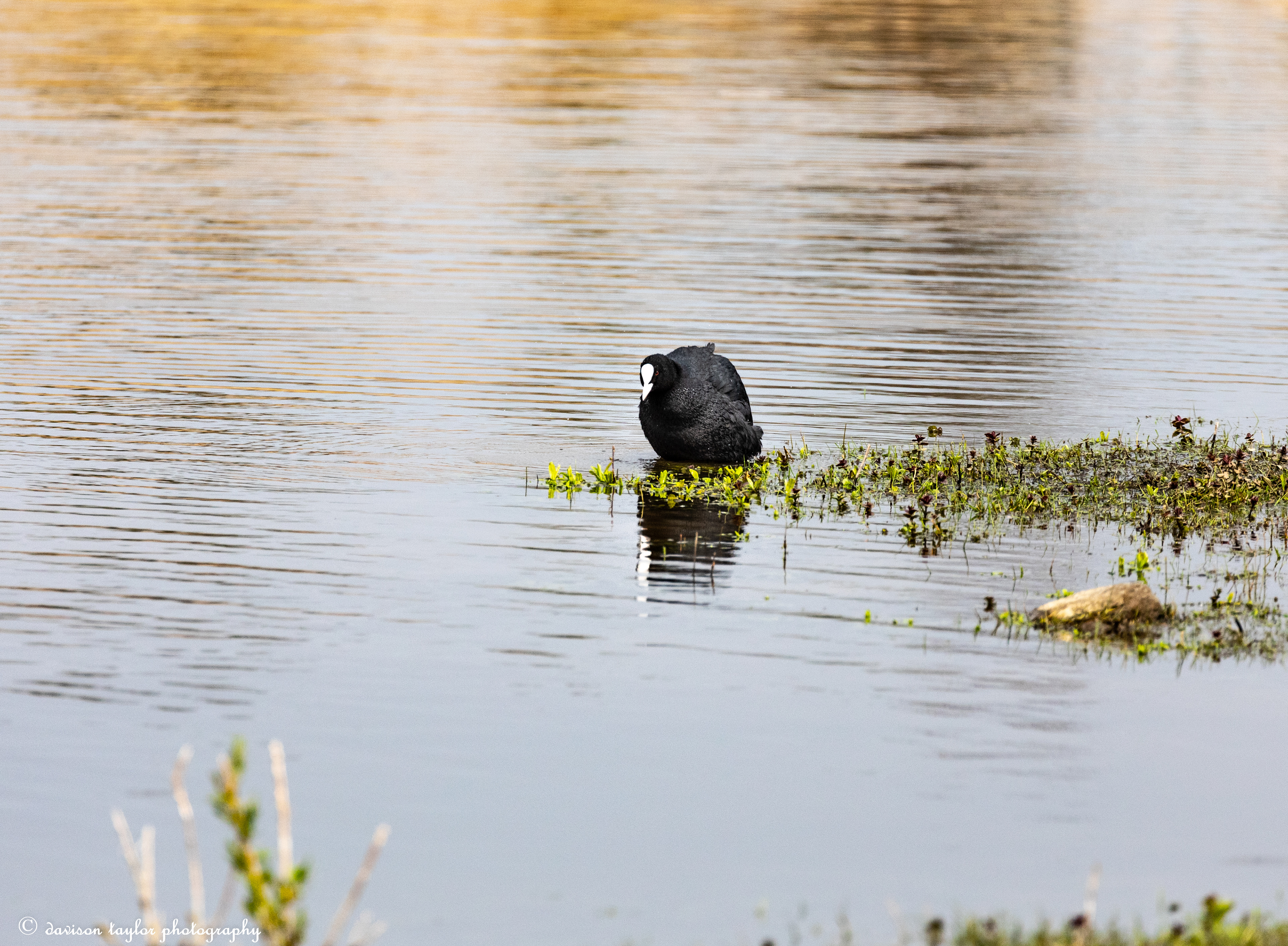 Coot