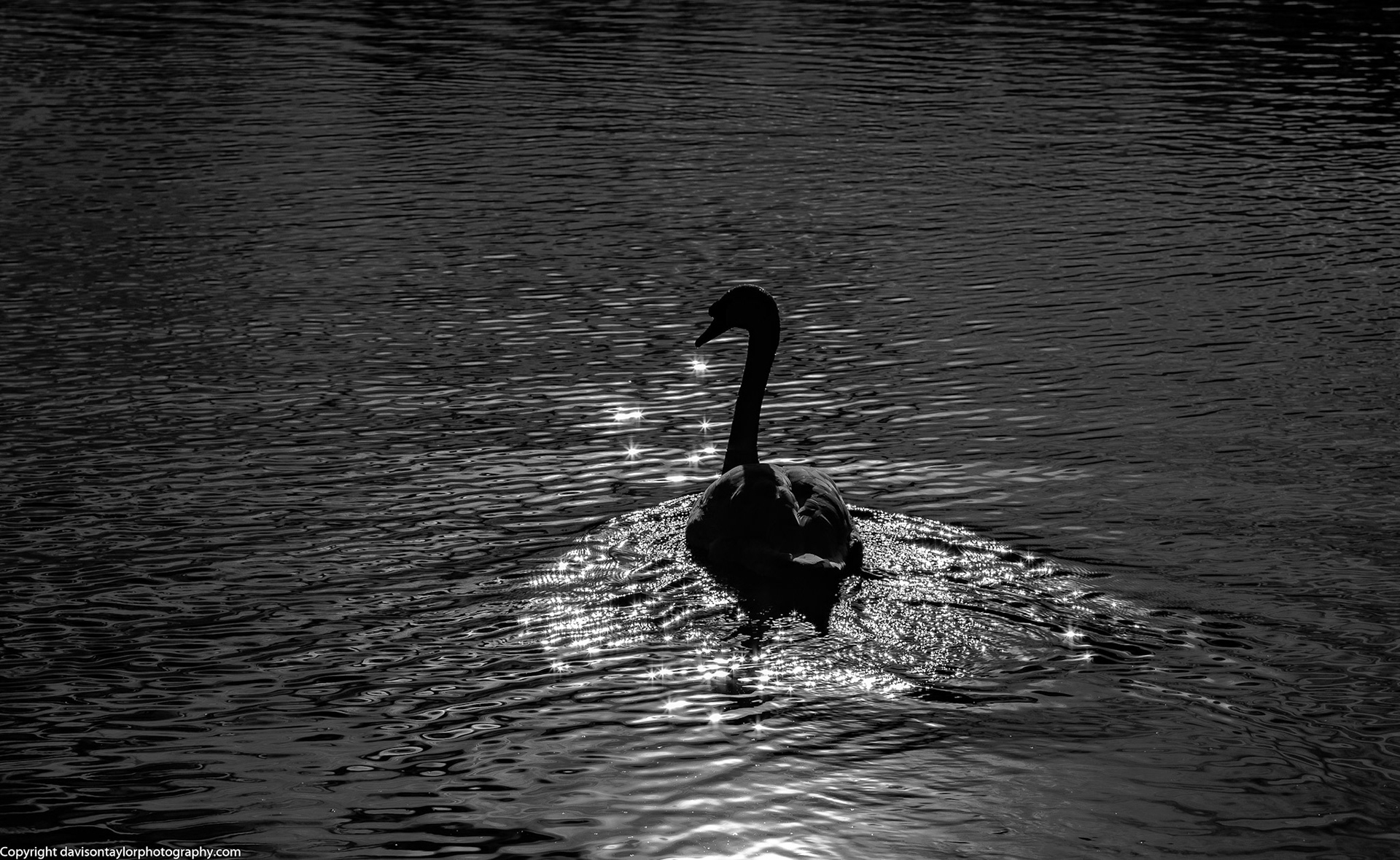 Mute Swan