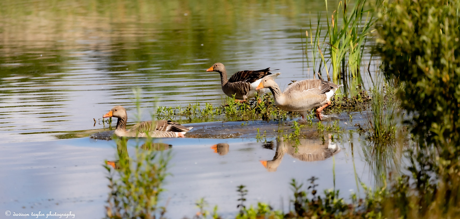 Grey Lag Geese