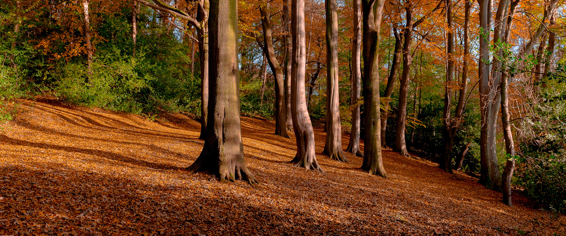 Autumn in Houghall Woods