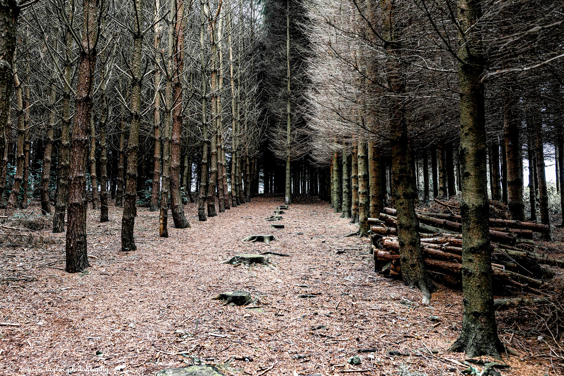 Woodland surrounding a caravan park near Leeds Bradford Airport