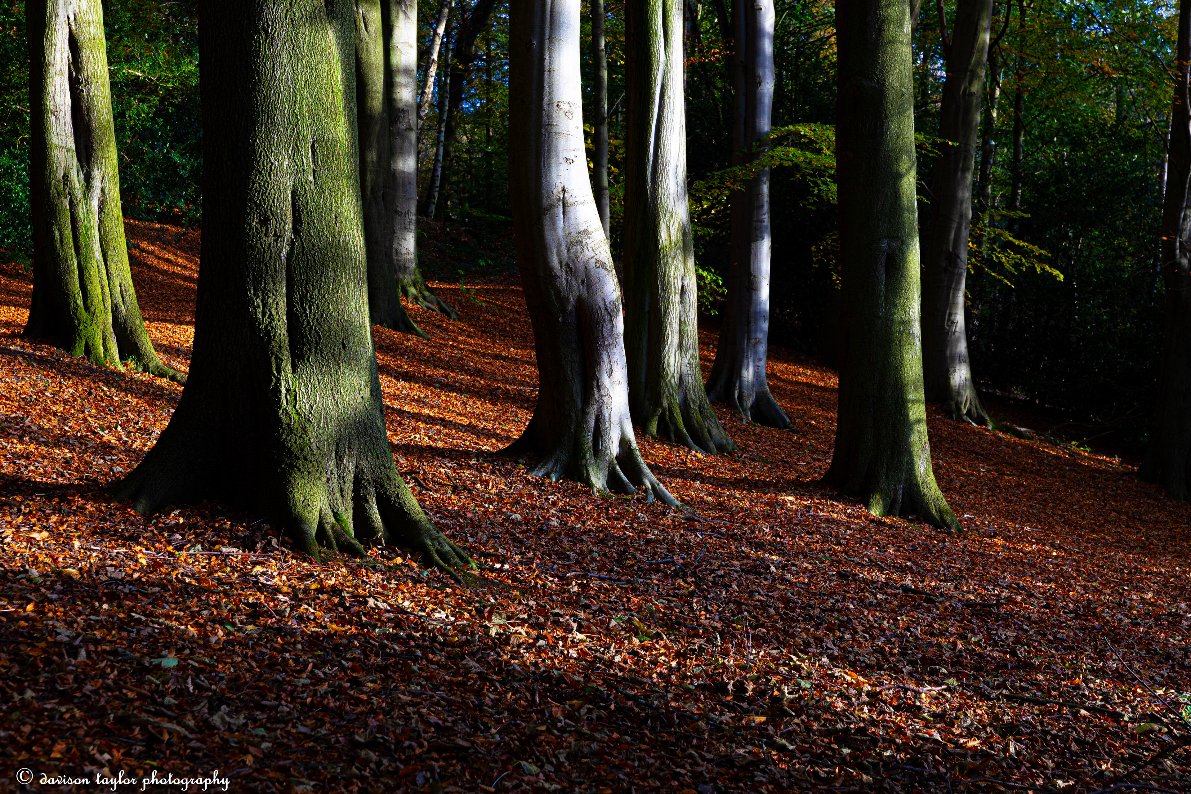 Autumn in Houghall Woods
